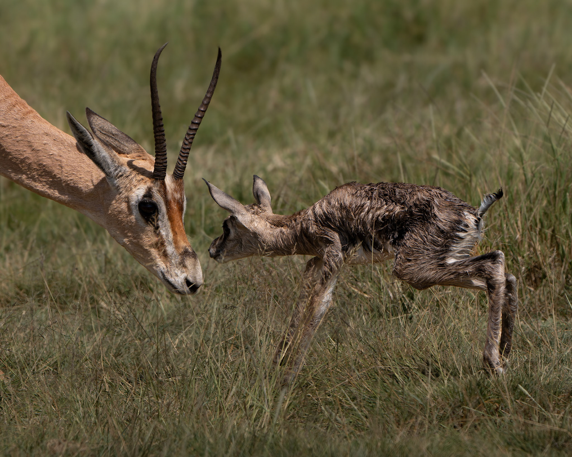 Gazelle de grant - Nanger granti - Grant's gazelle
