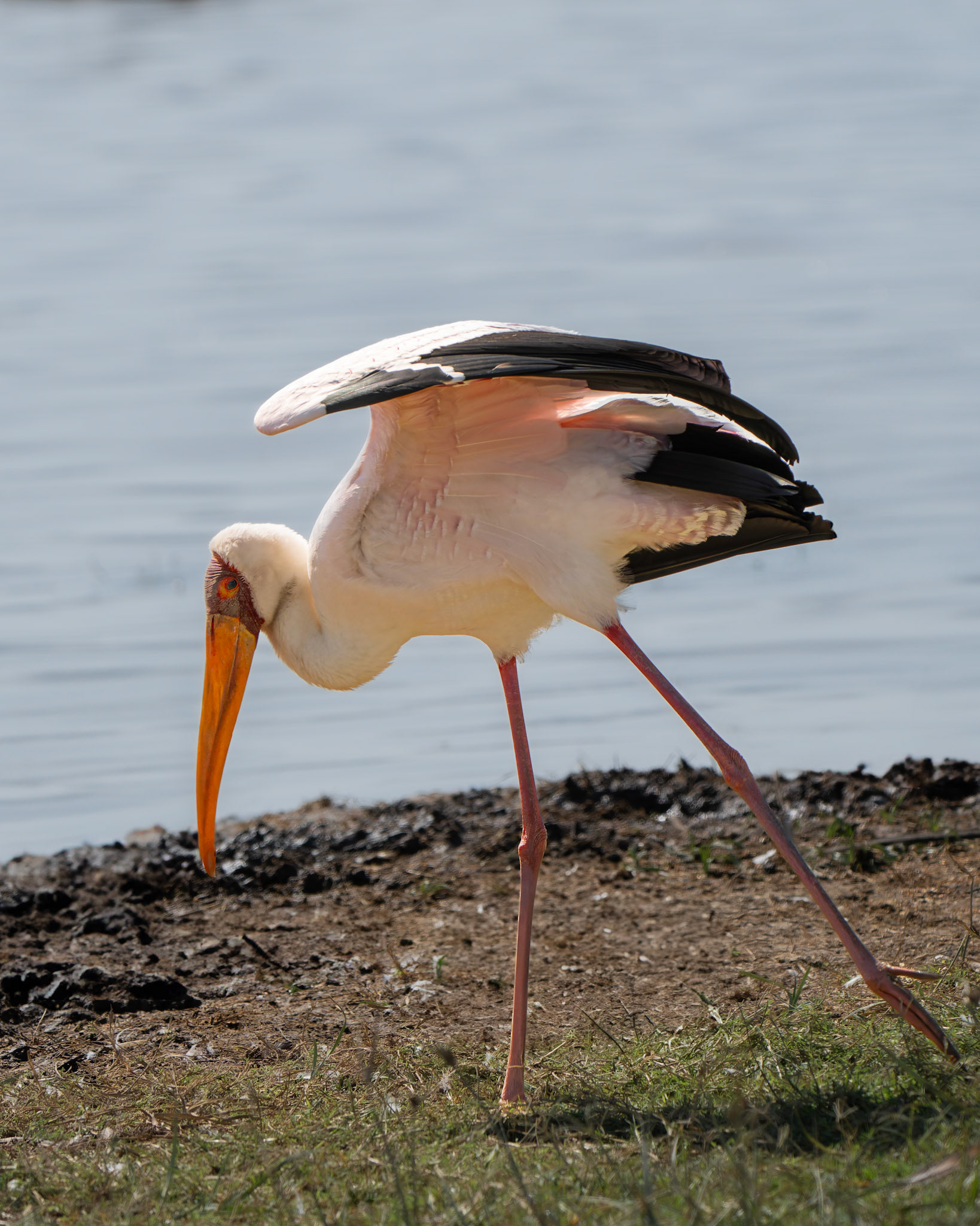 Tantale ibis - Mycteria ibis - Yellow-billed Stork
