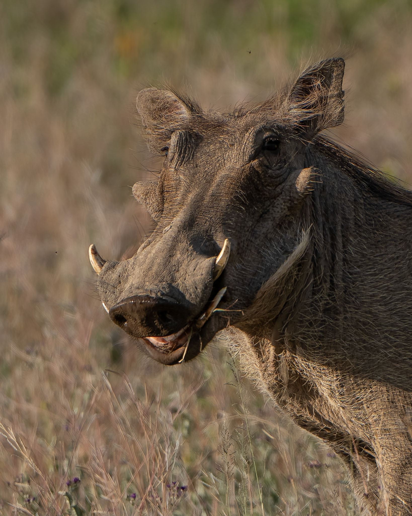Phacochère - Phacochoerus africanus - Common warthog