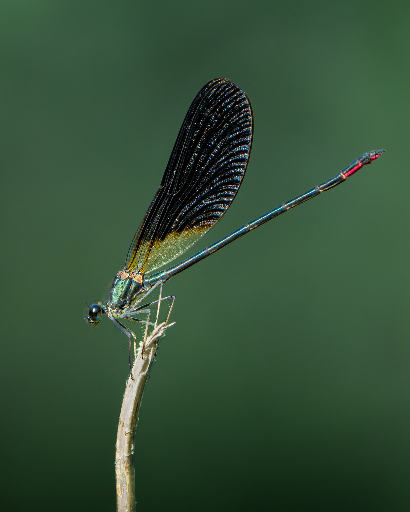Caloptéryx méditerranéen - Calopteryx haemorrhoidalis - Copper demoiselle