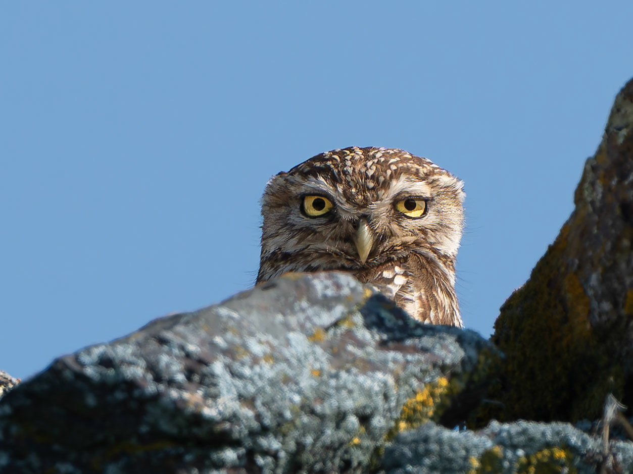 Chevêche d'Athéna - Athene noctua - Little Owl