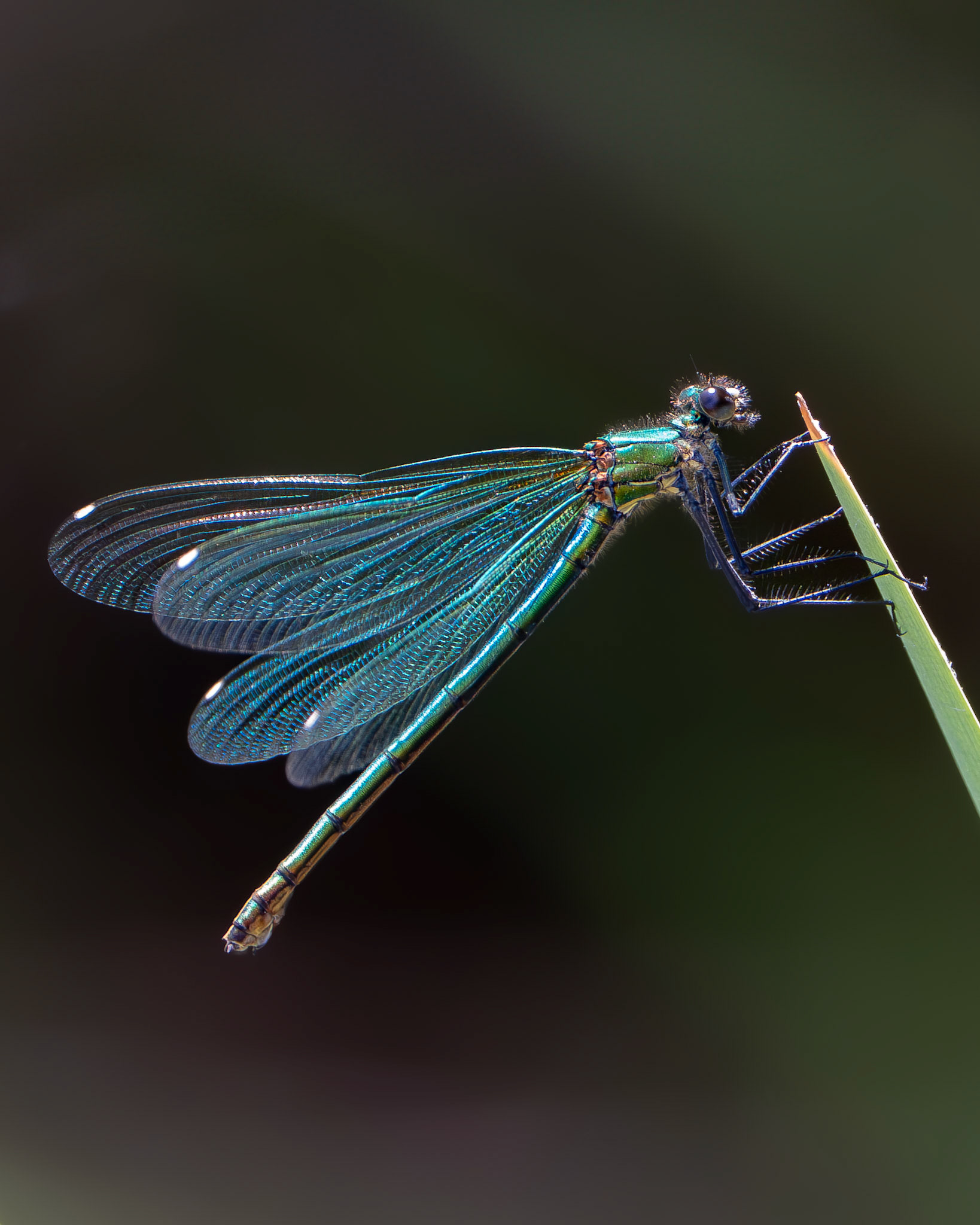 - Calopteryx splendide- Calopteryx splendens -  Banded demoiselle damselfly