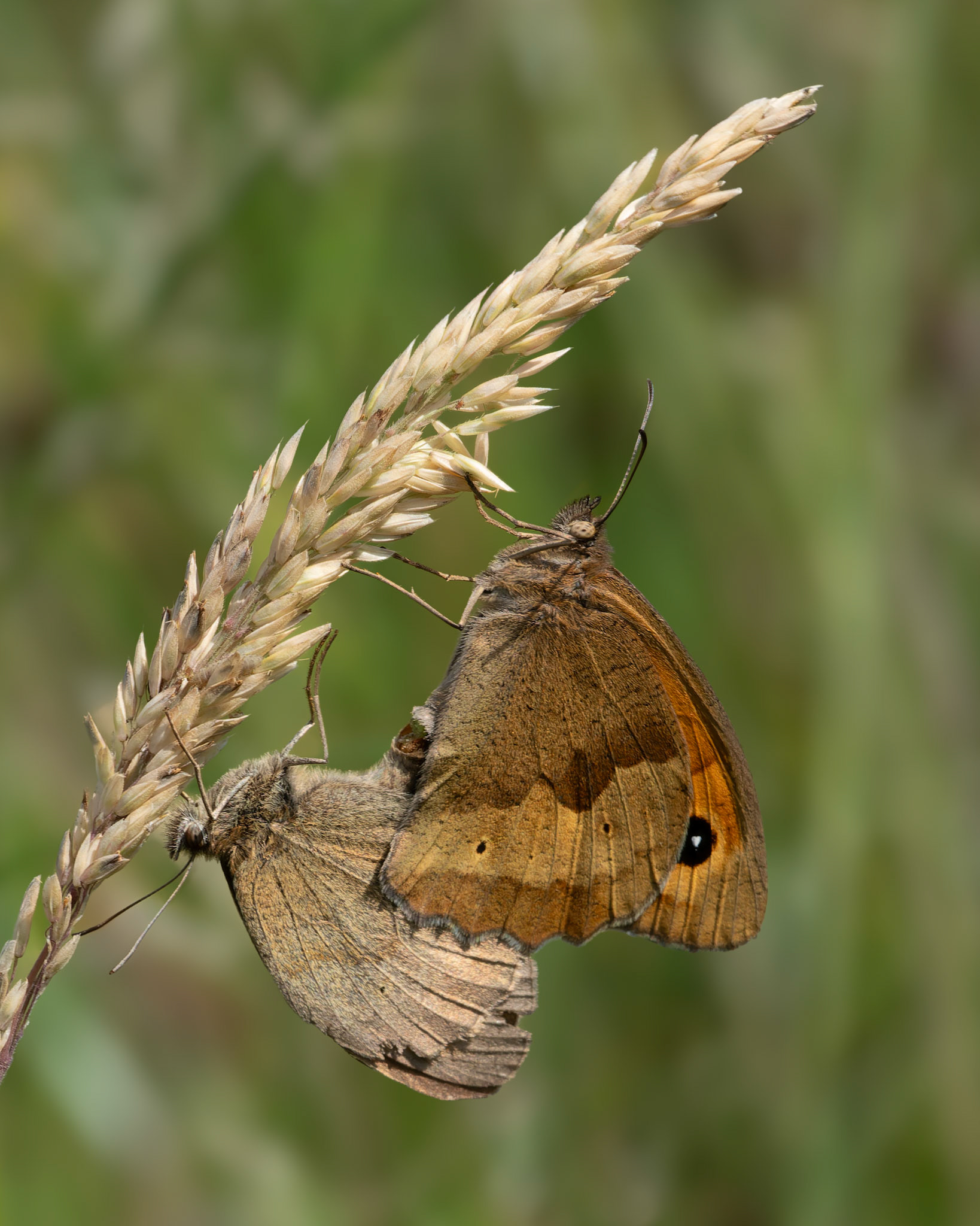Myrtil - Maniola jurtina - Meadow Brown