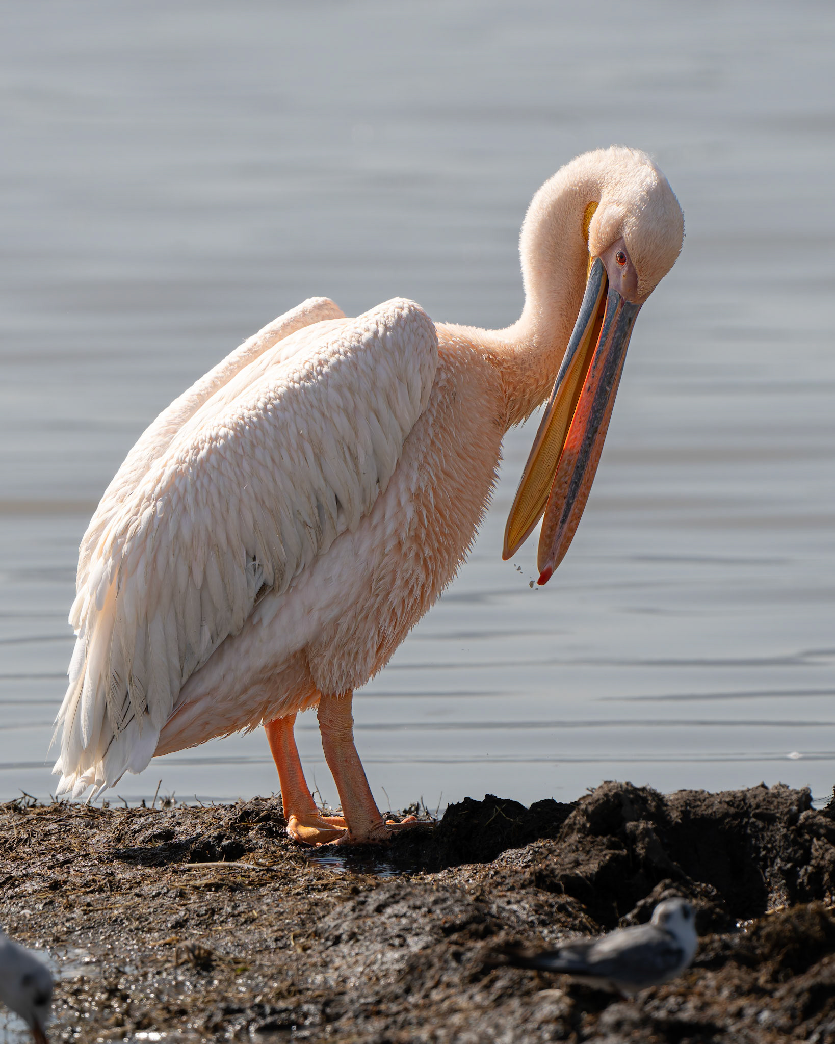 Pélican blanc, Pelecanus onocrotalus, Great White Pelican