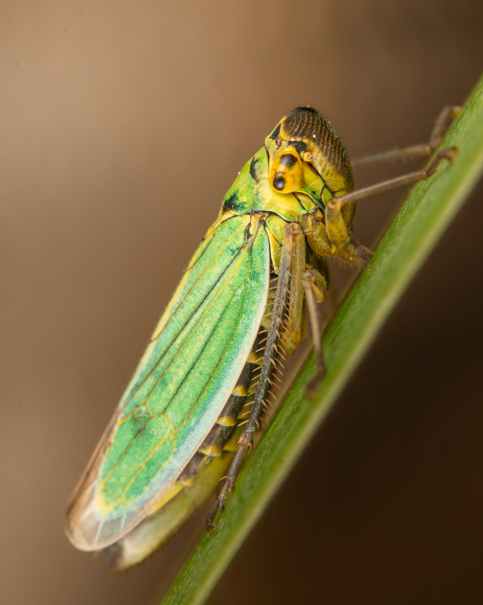 Cicadelle verte - Cicadella viridis - Green leafhopper