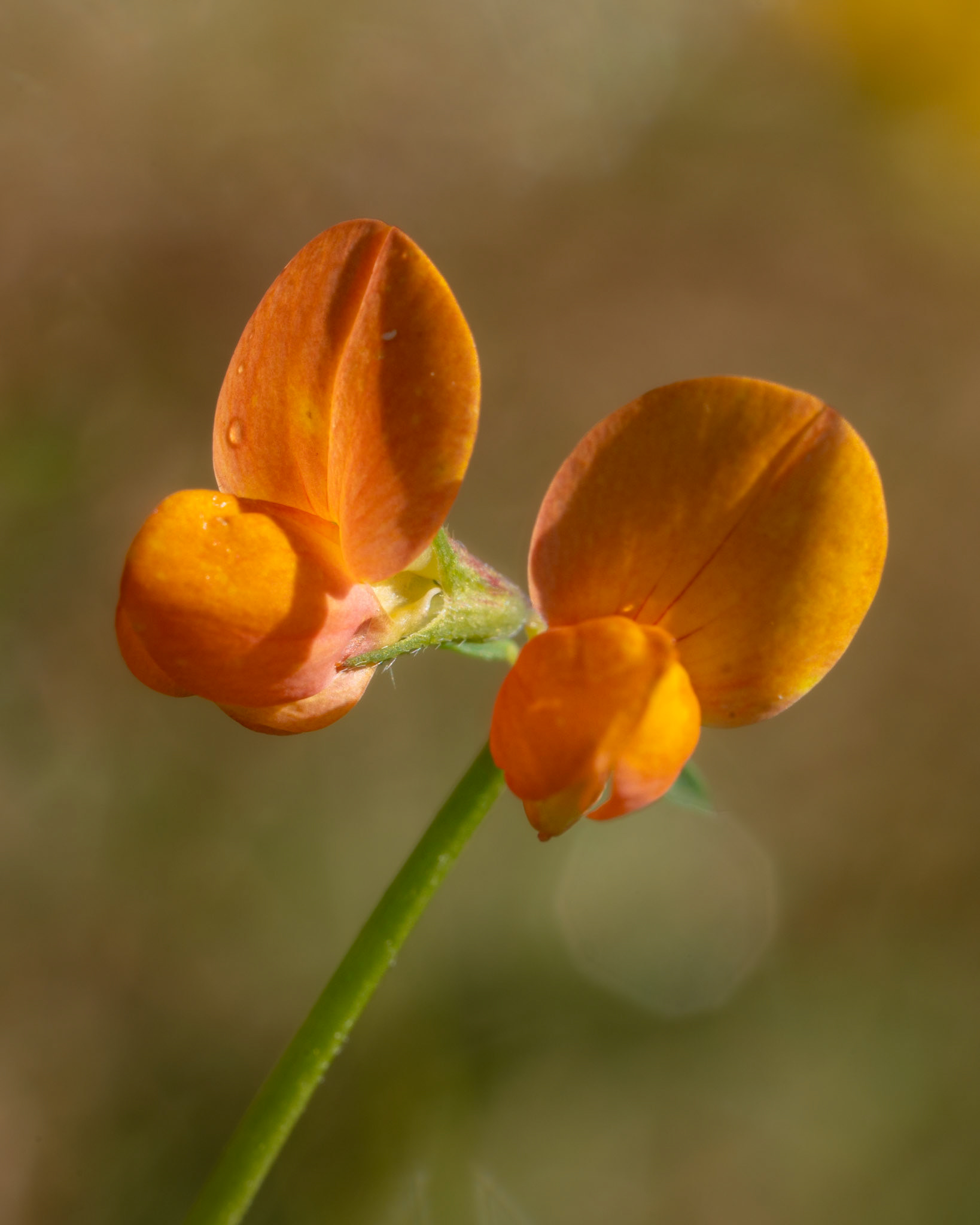 Lotier corniculé - Lotus corniculatus - Common bird's-foot trefoil