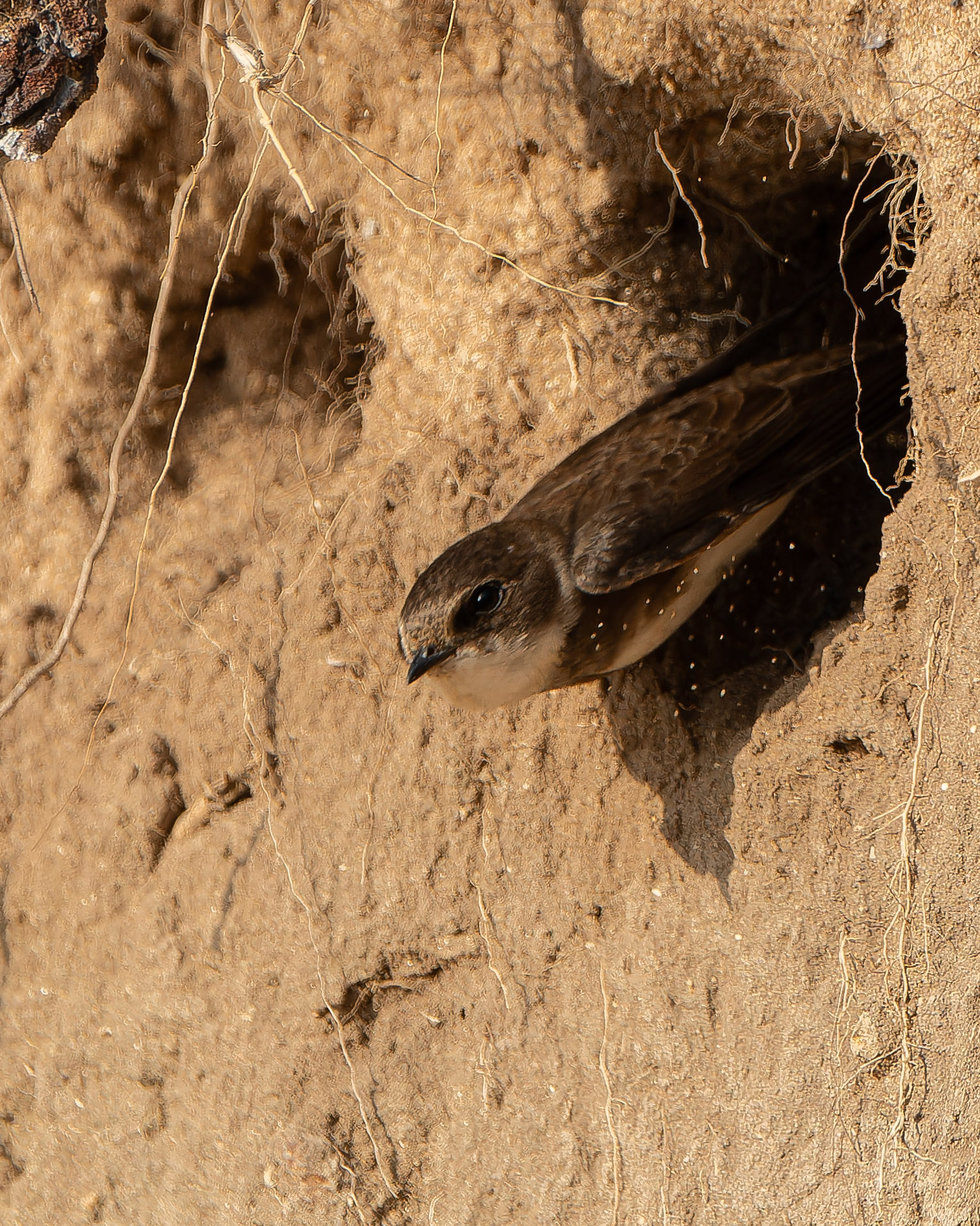Hirondelle de rivage - Riparia riparia - Sand Martin