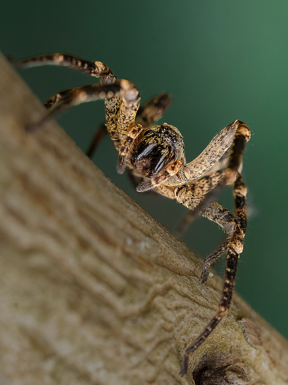 Zoropse à pattes épineuses - Zoropsis spinimana  - Mediterranean Spiny False Wolf Spider