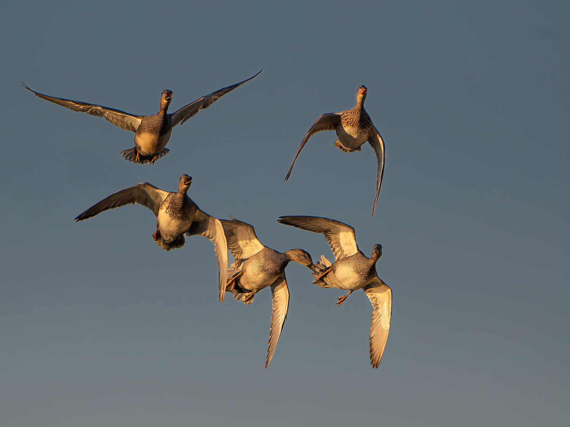 Canard chipeau - Mareca strepera - Gadwall