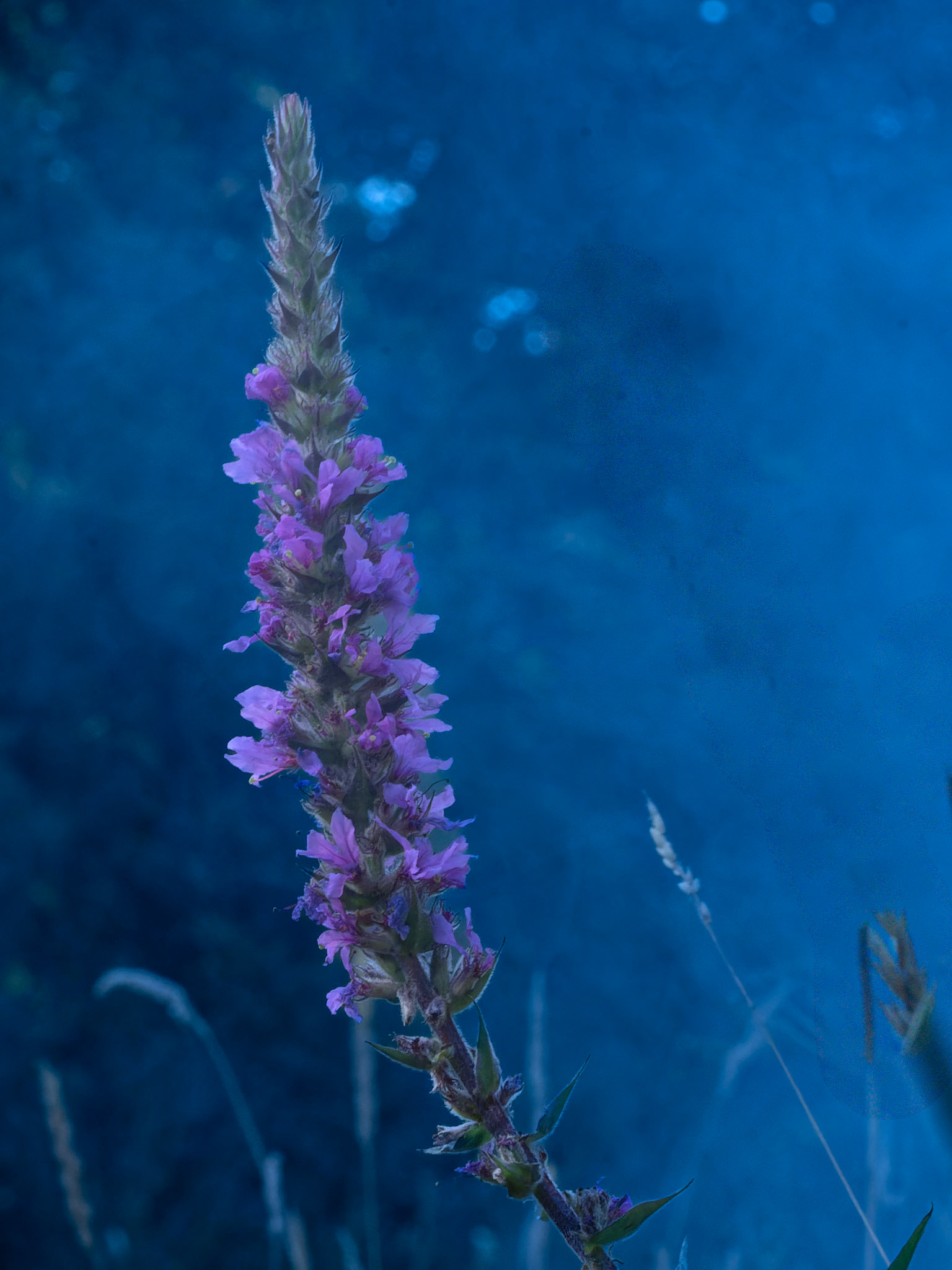 Salicaire  -  Lythrum salicaria - Purple loosestrife
