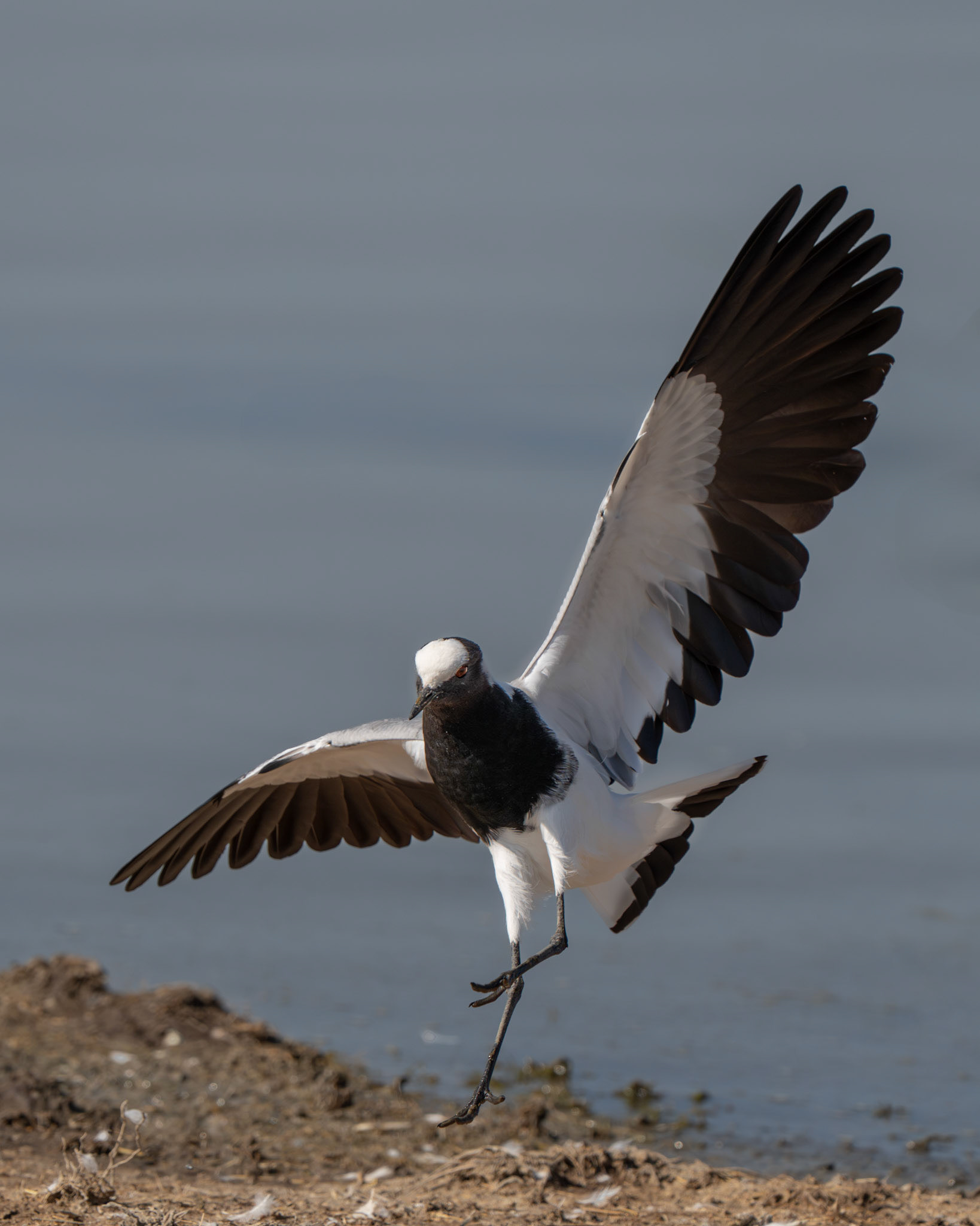 Vanneau armé - Vanellus armatus - Blacksmith LapwingVanneau armé - Vanellus armatus - Blacksmith Lapwing
