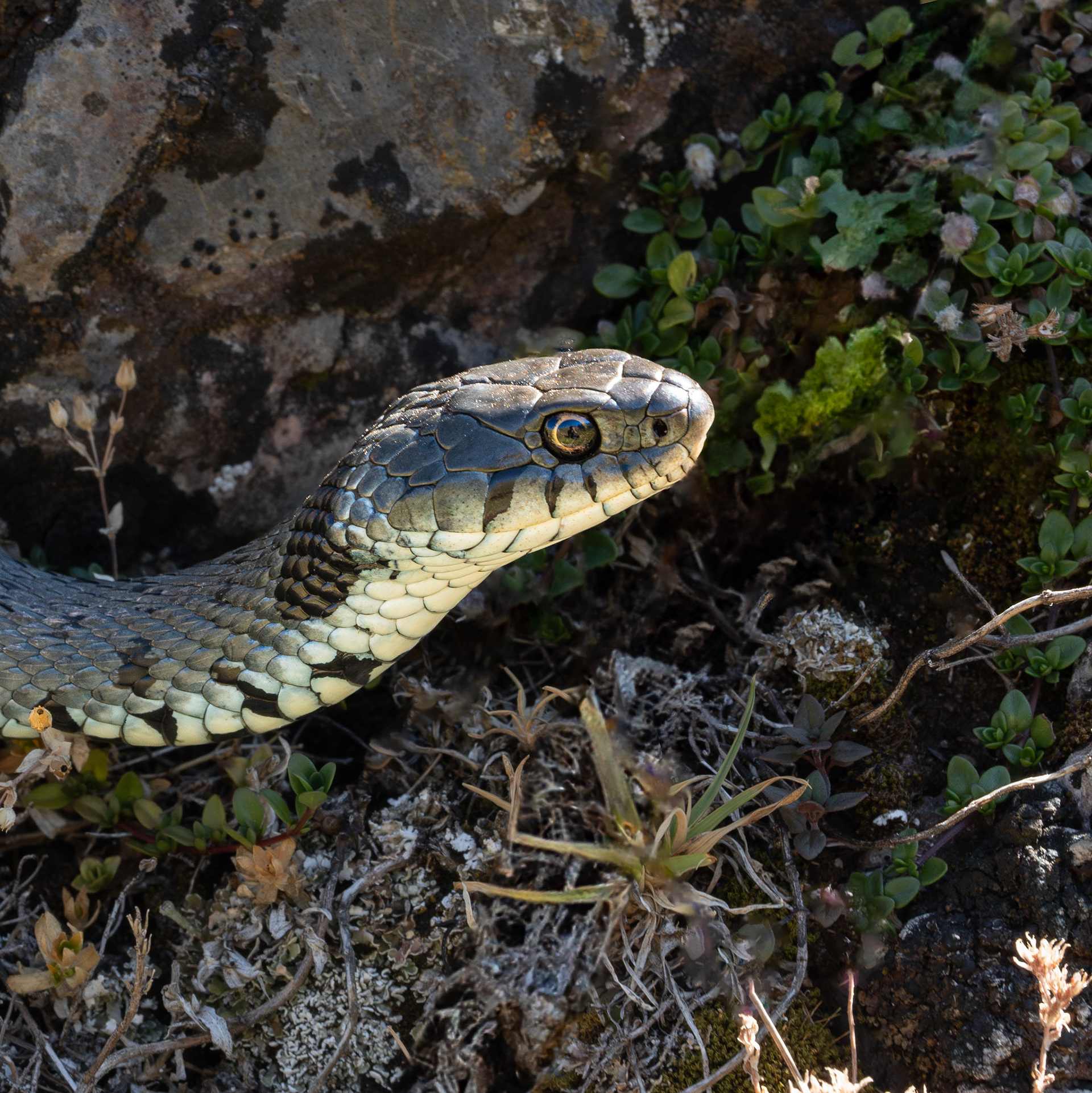 Couleuvre à collier - Natrix natrix - Grass snake