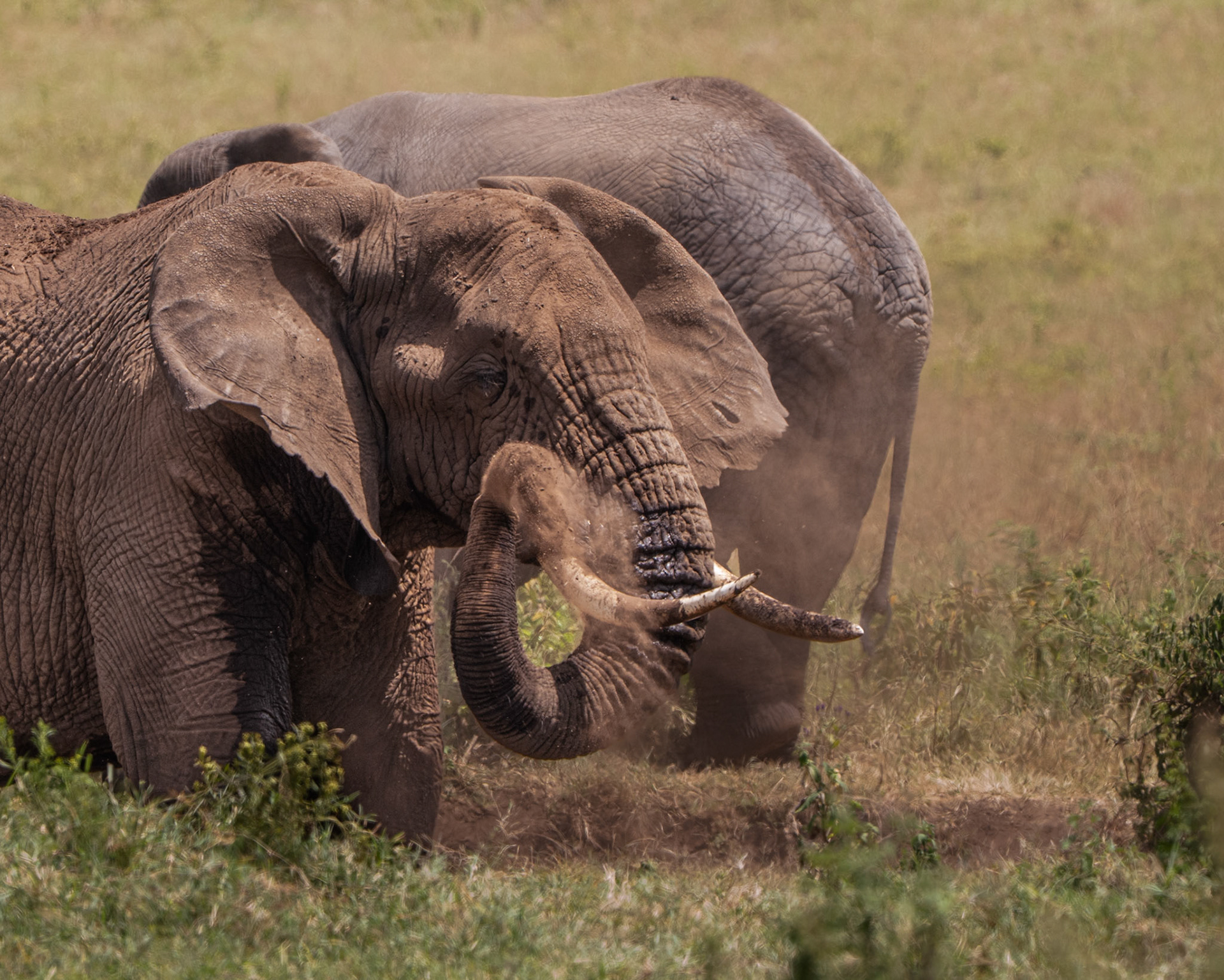 Elephant d'Afrique - Loxodonta africana - Aican elphant