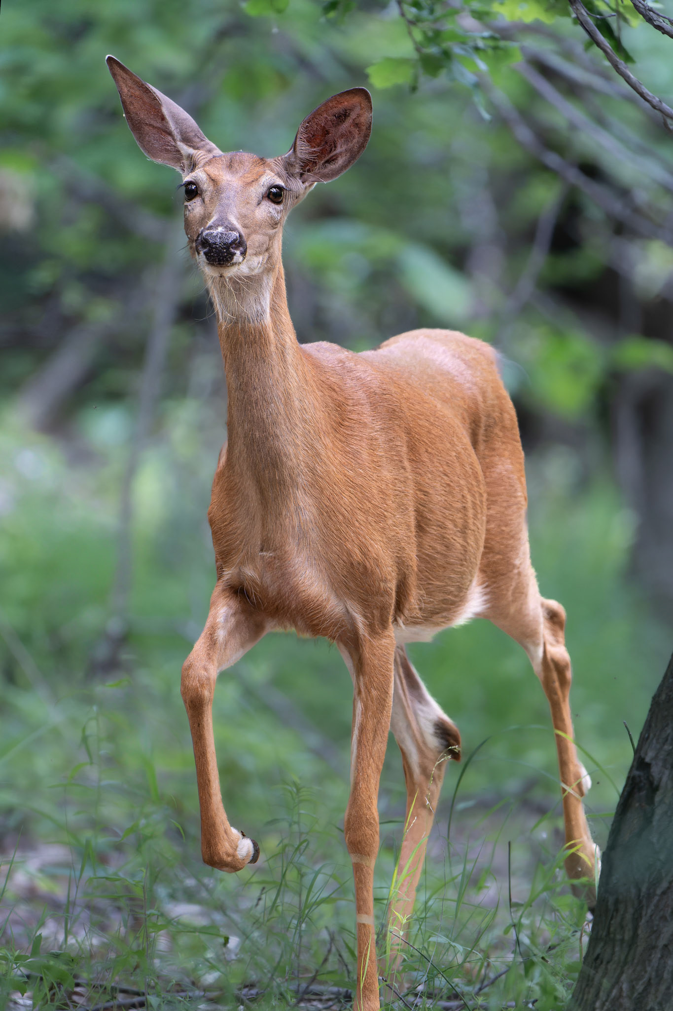 Cerf de Virginie - Odocoileus virginianus - White-tailed deer