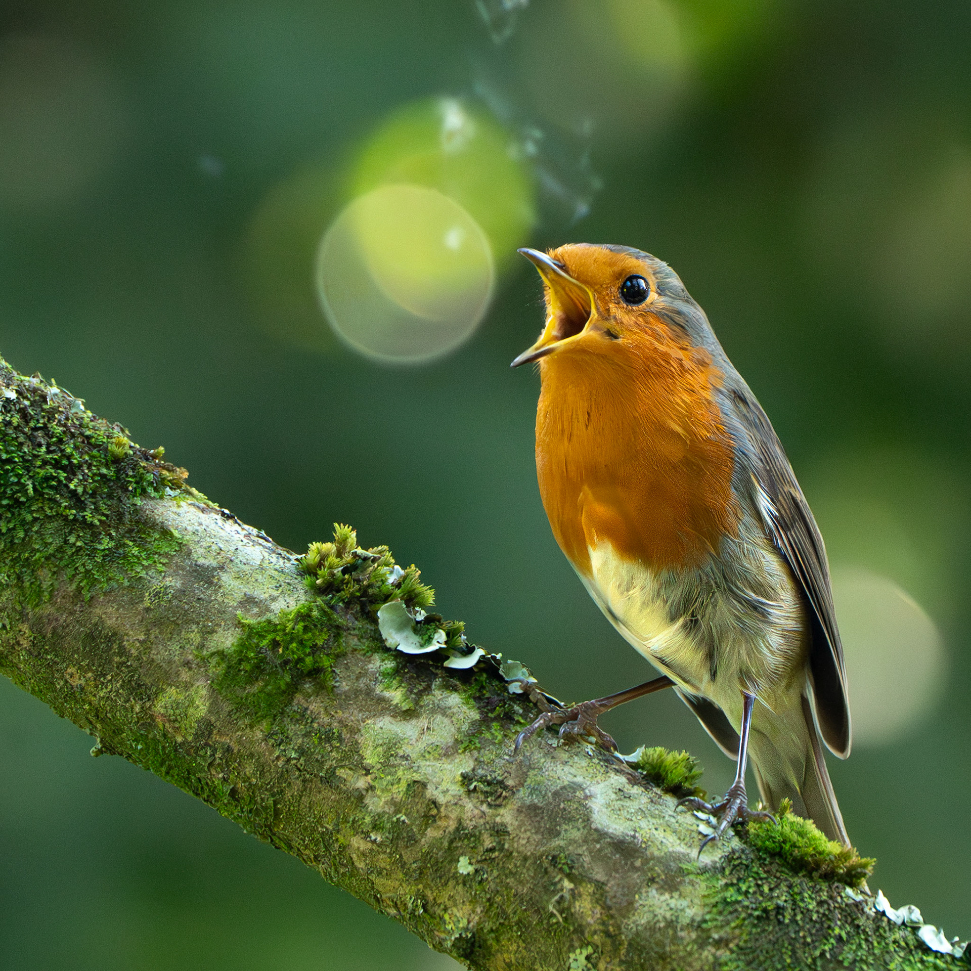 Rouge-gorge  familier - Erythacus rubecula - Robin