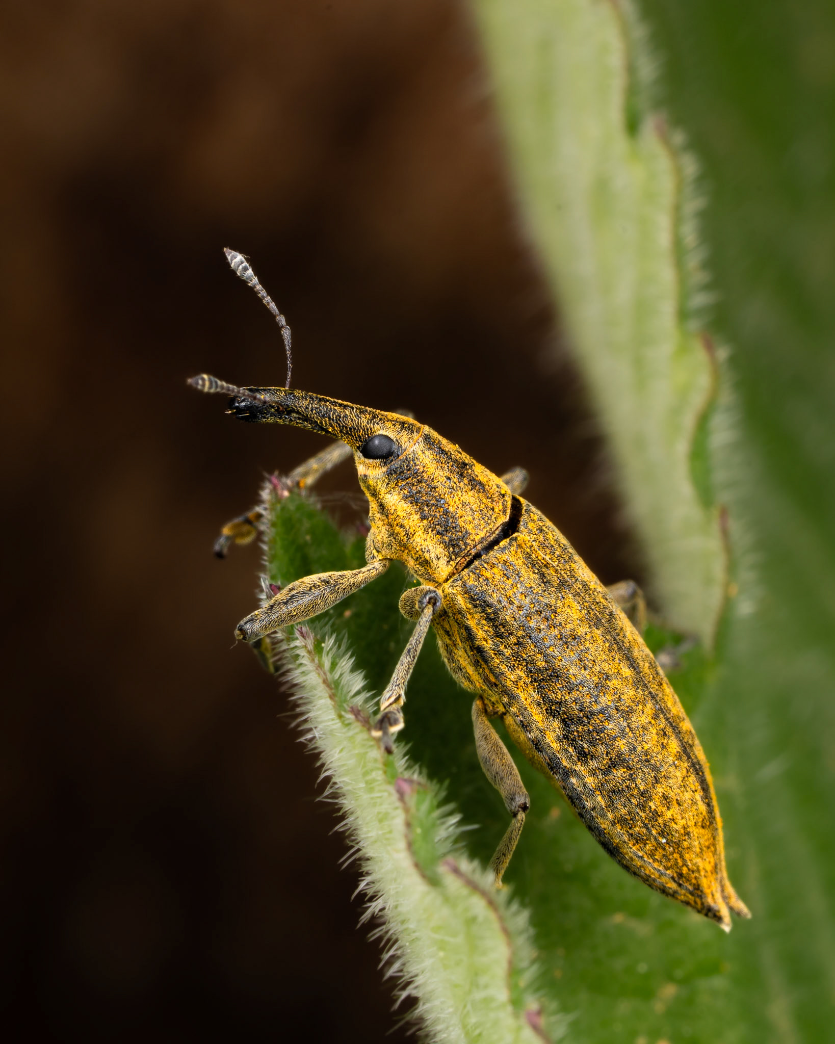 Lixe des ombellifères - Lixus iridis - Weevil