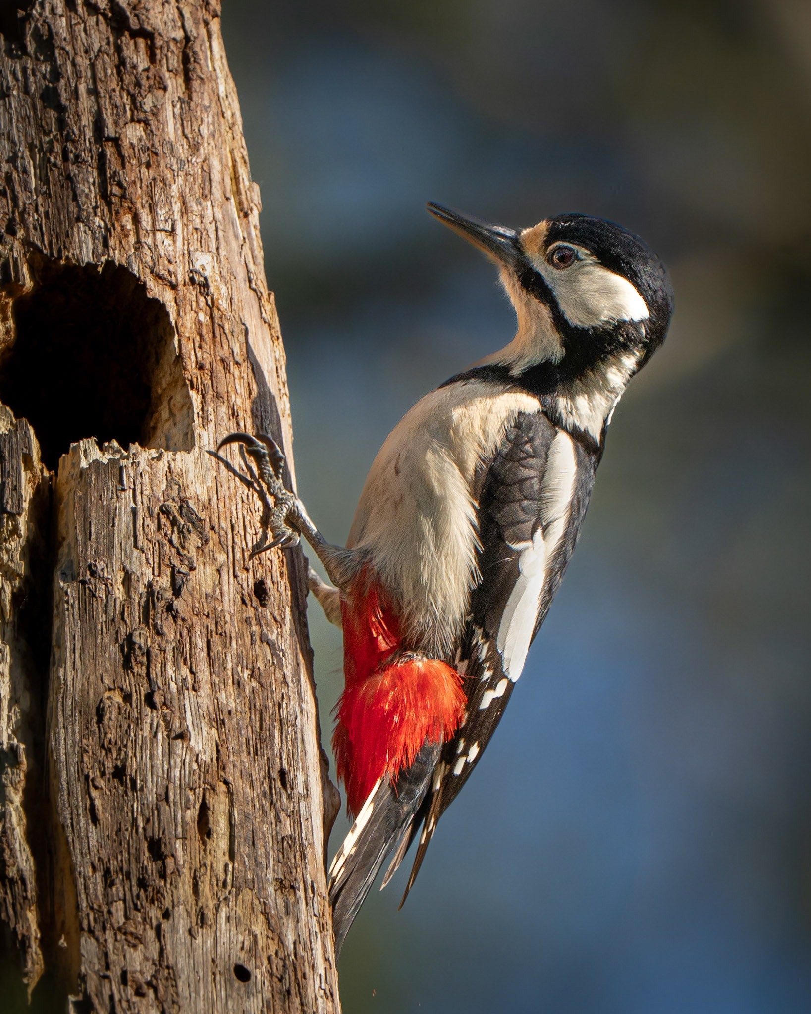 Pic épeiche - Dendrocops major - Great spotted woodpecker