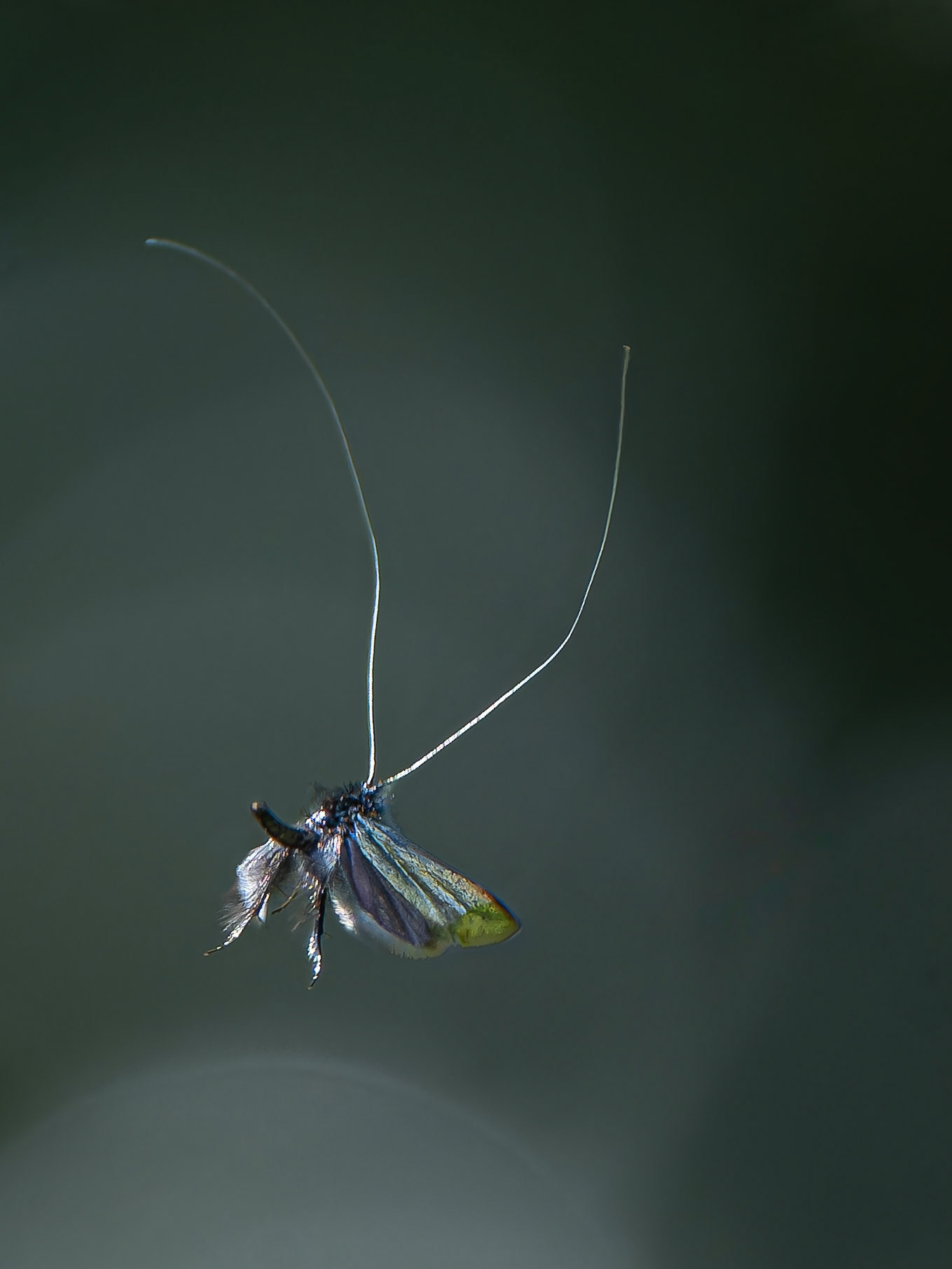 Adèle verdoyante - Adela reaumurella - Green longhorn