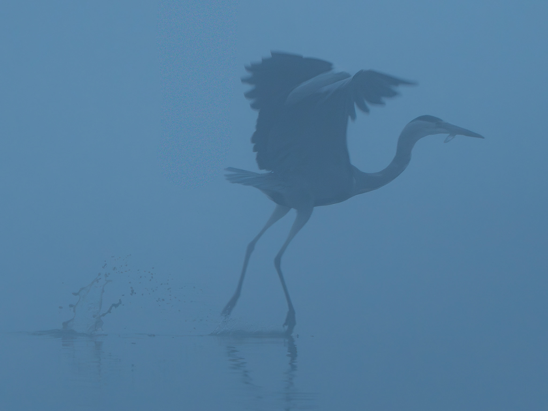 Héron cendré - Ardea cinerea - Grey heron