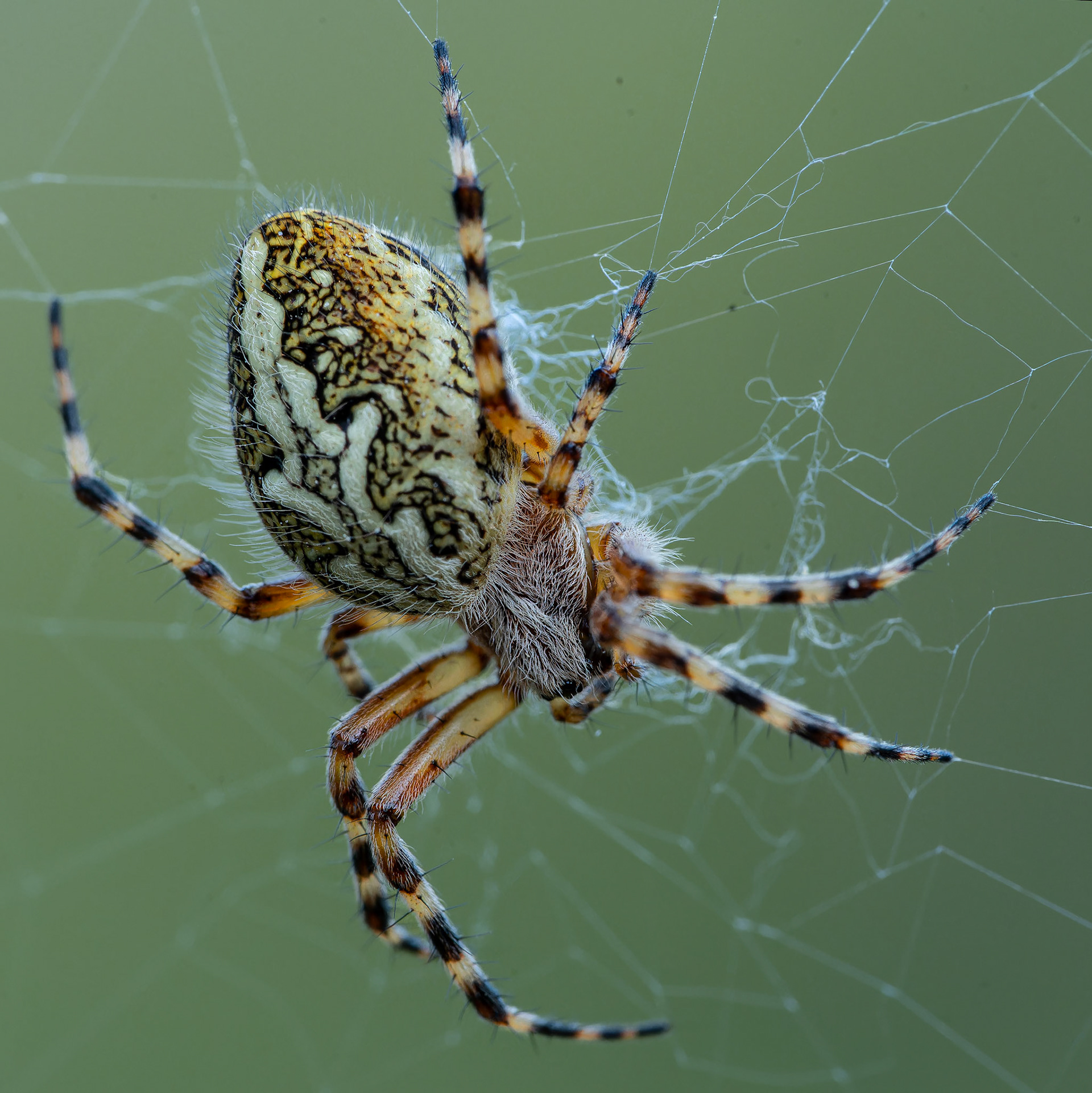 Epeire feuille de chêne - Aculepeira ceropegia - Oak spider