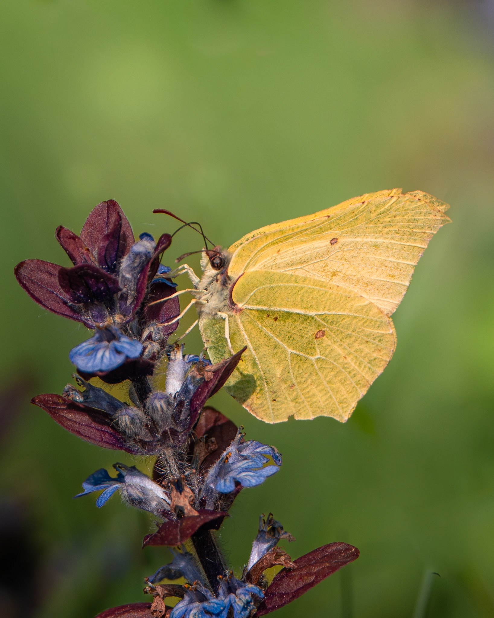 Citron - Gonepteryx rhamni - Common brimstone
