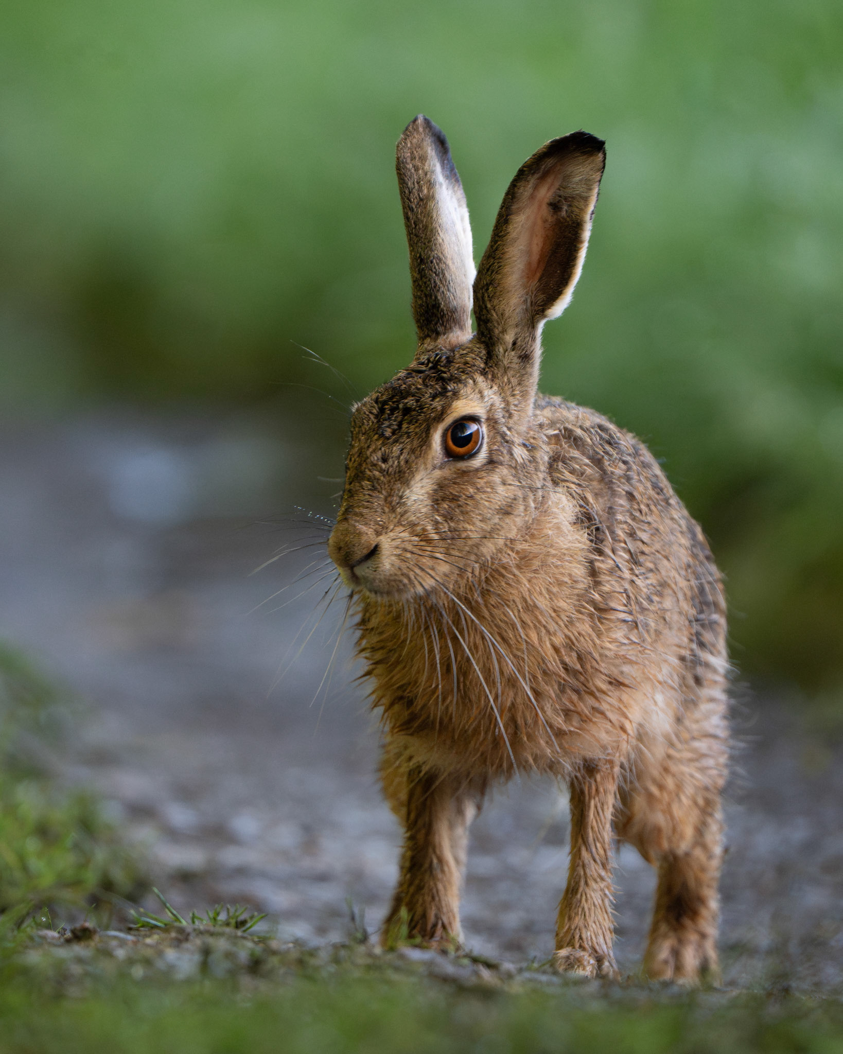 Lièvre d'Europe - Lepus europaeus - European hare