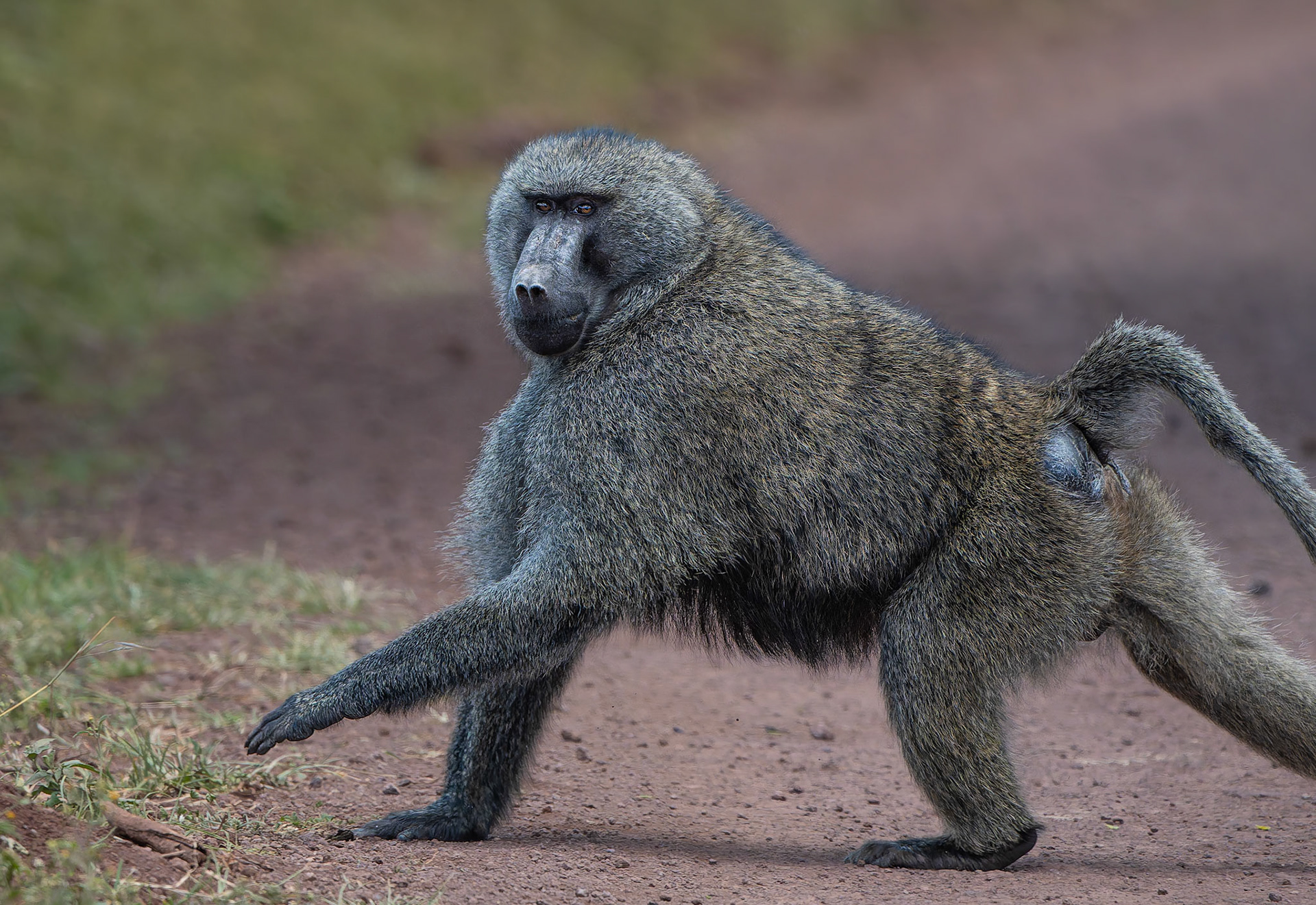 Babouin olive - Papio anubis - Olive baboon