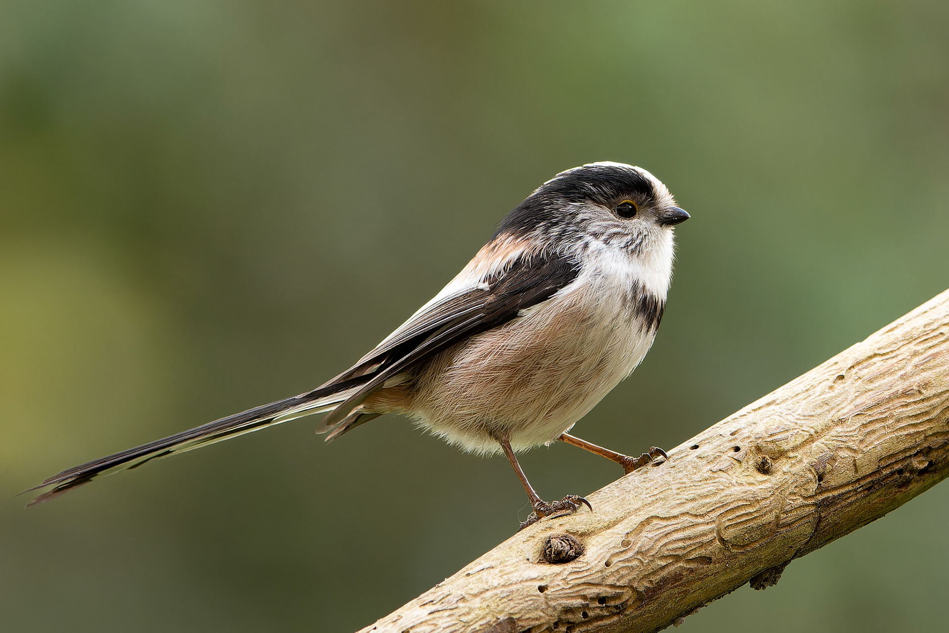Orite à longue queue - Aegithalos caudatus - Long-tailed Tit