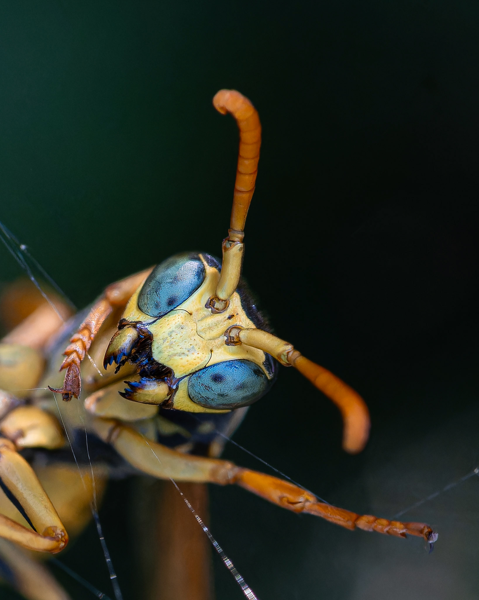 Guêpe poliste - Polistes dominula - European paper wasp