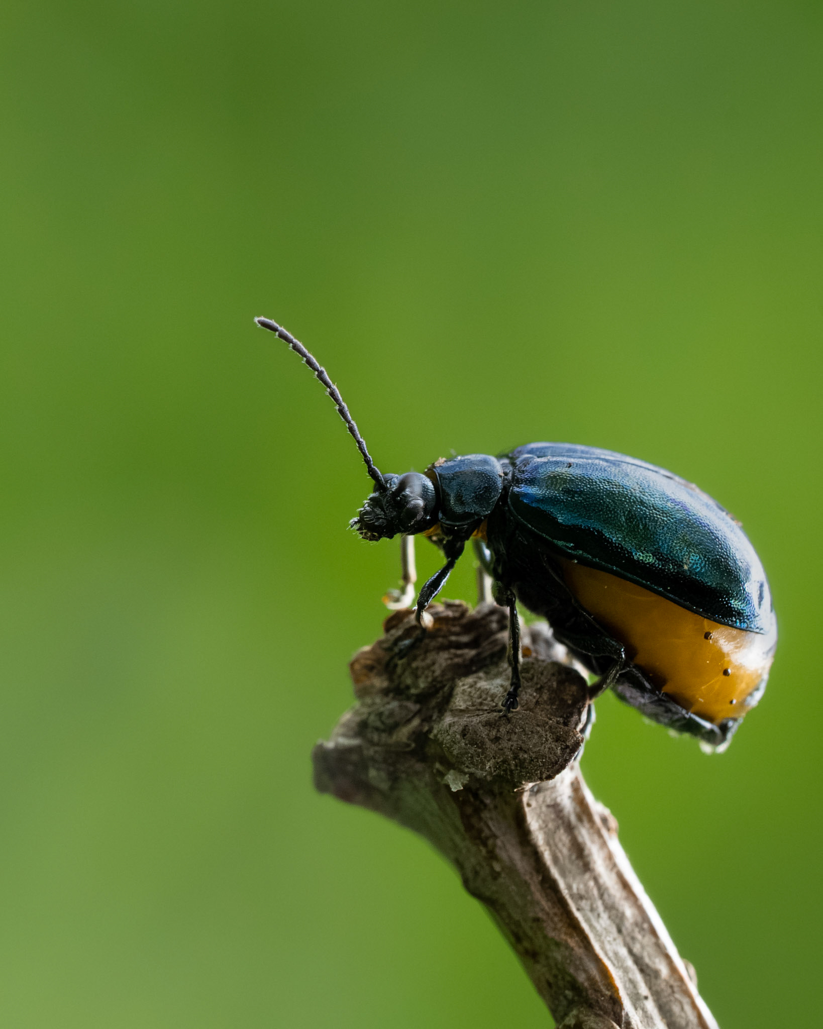 Galéruque de l´aulne - Agelastica alni - Alder leaf beetle