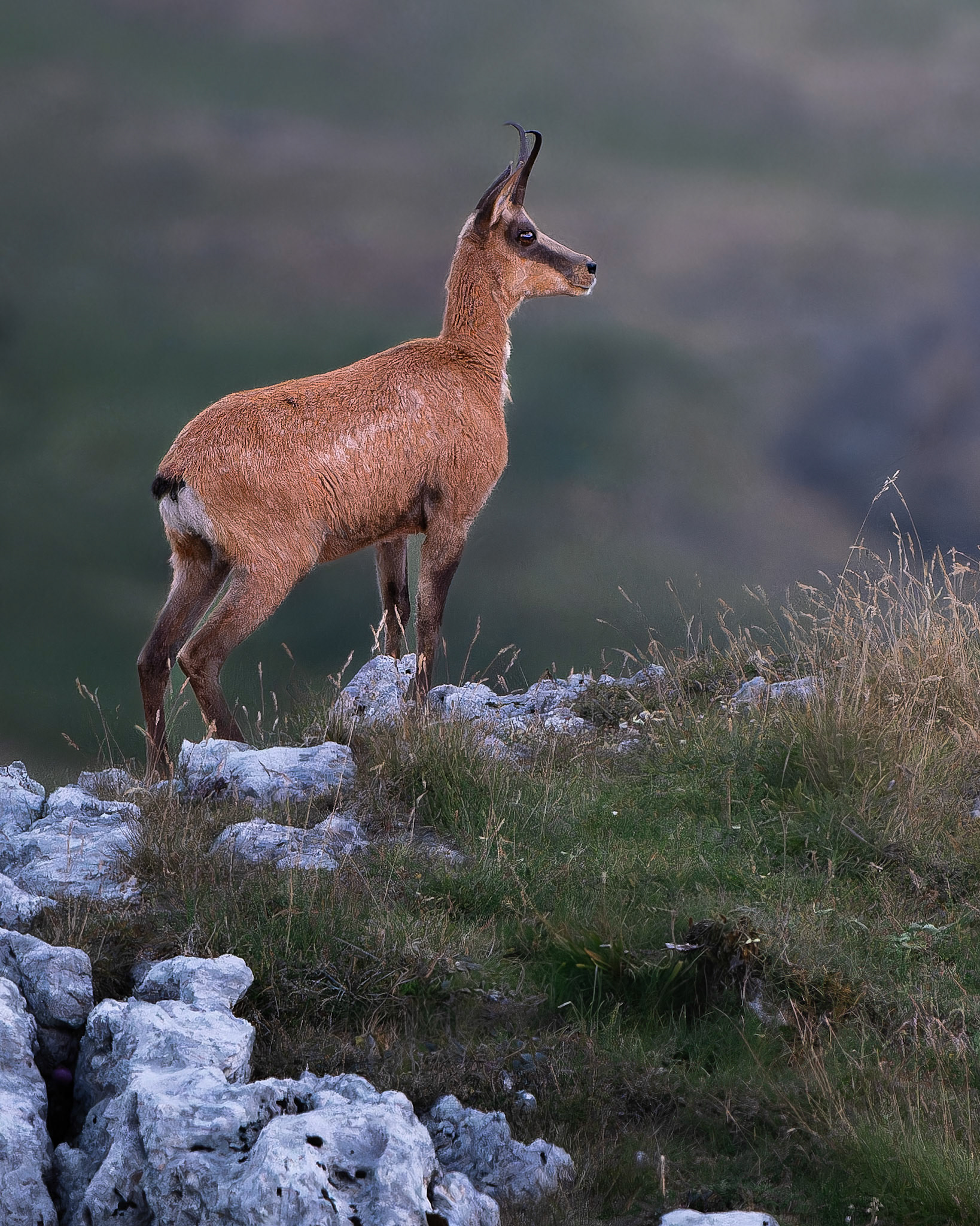 Izard -Rupicapra pyrenaica - Pyrenean chamois