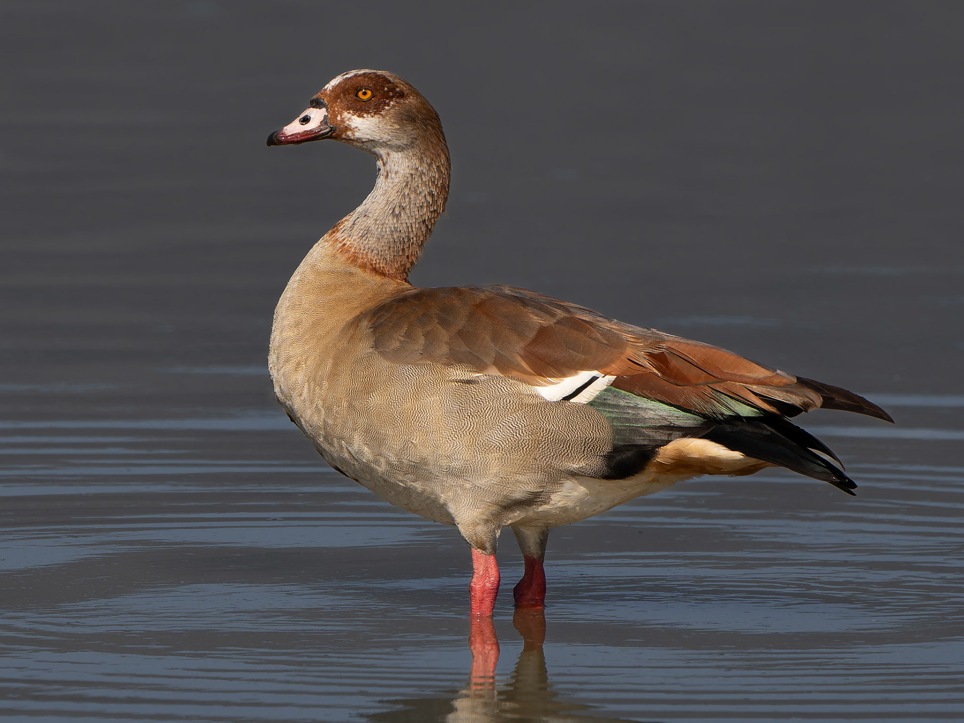 Ouette d'Egypte - Alopochen aegyptiaca - Egyptian Goose