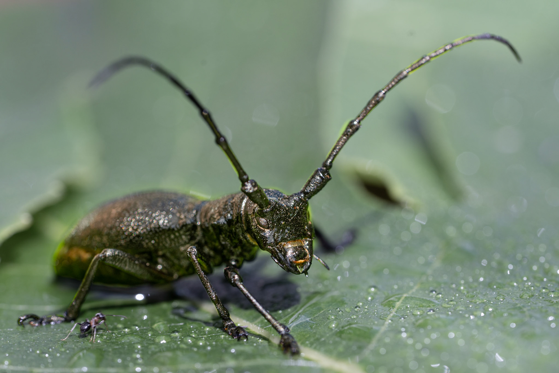 Morime bûcheron  - Morimus asper  - Longhorn beetle