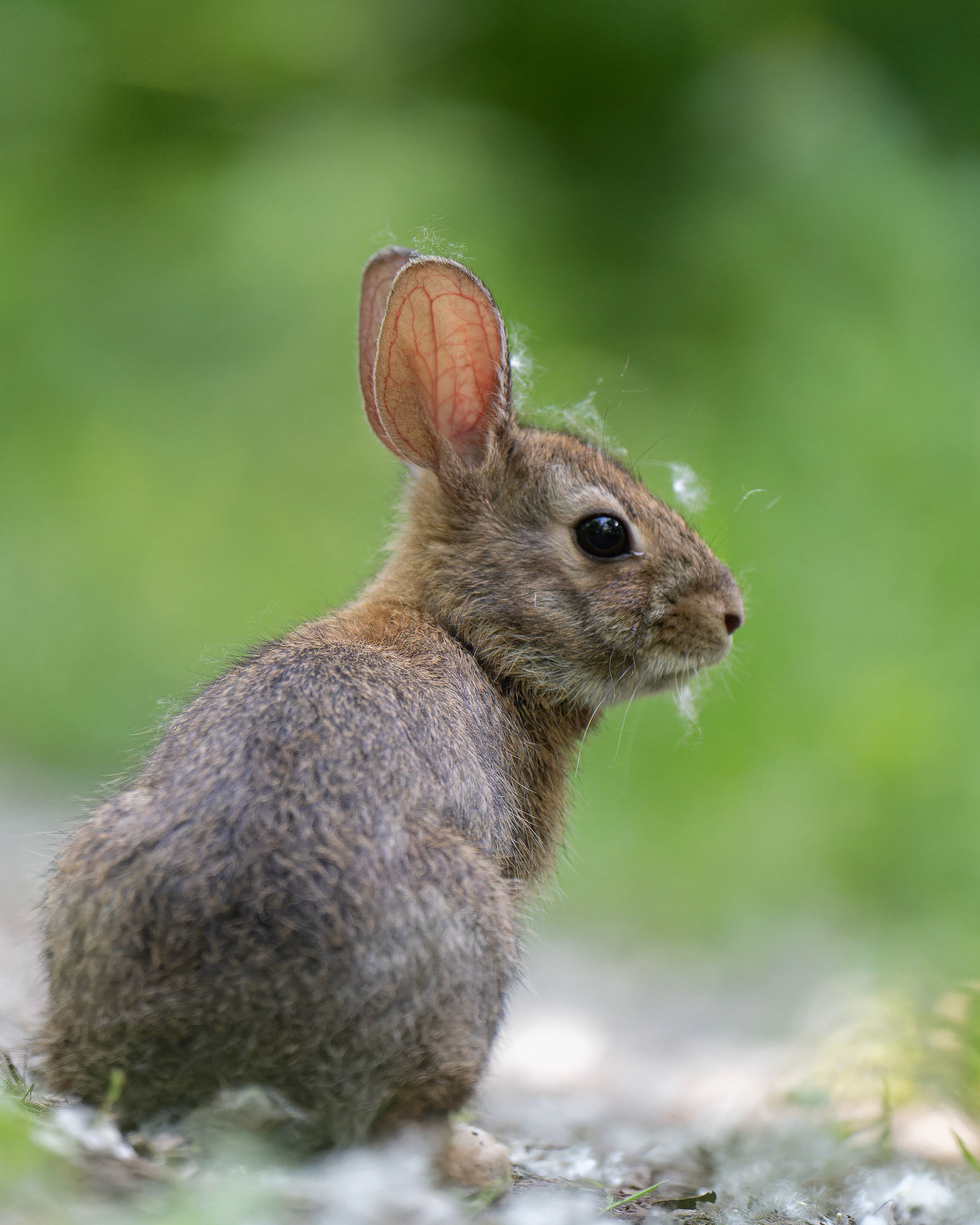 Lapin à queue blanche - Sylvilagus floridanus - Eastern cottontail