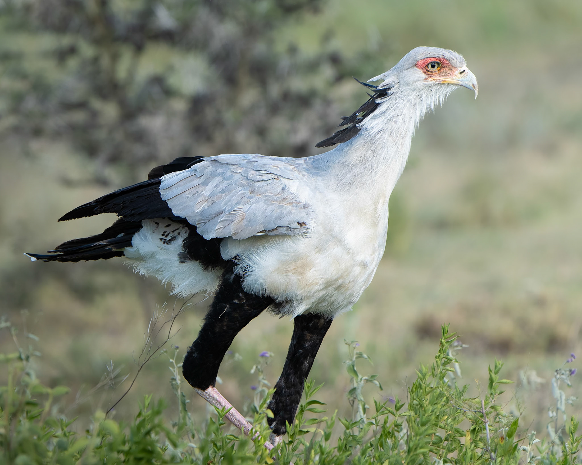 Messager sagittaire - Sagittarius serpentarius - Secretary bird