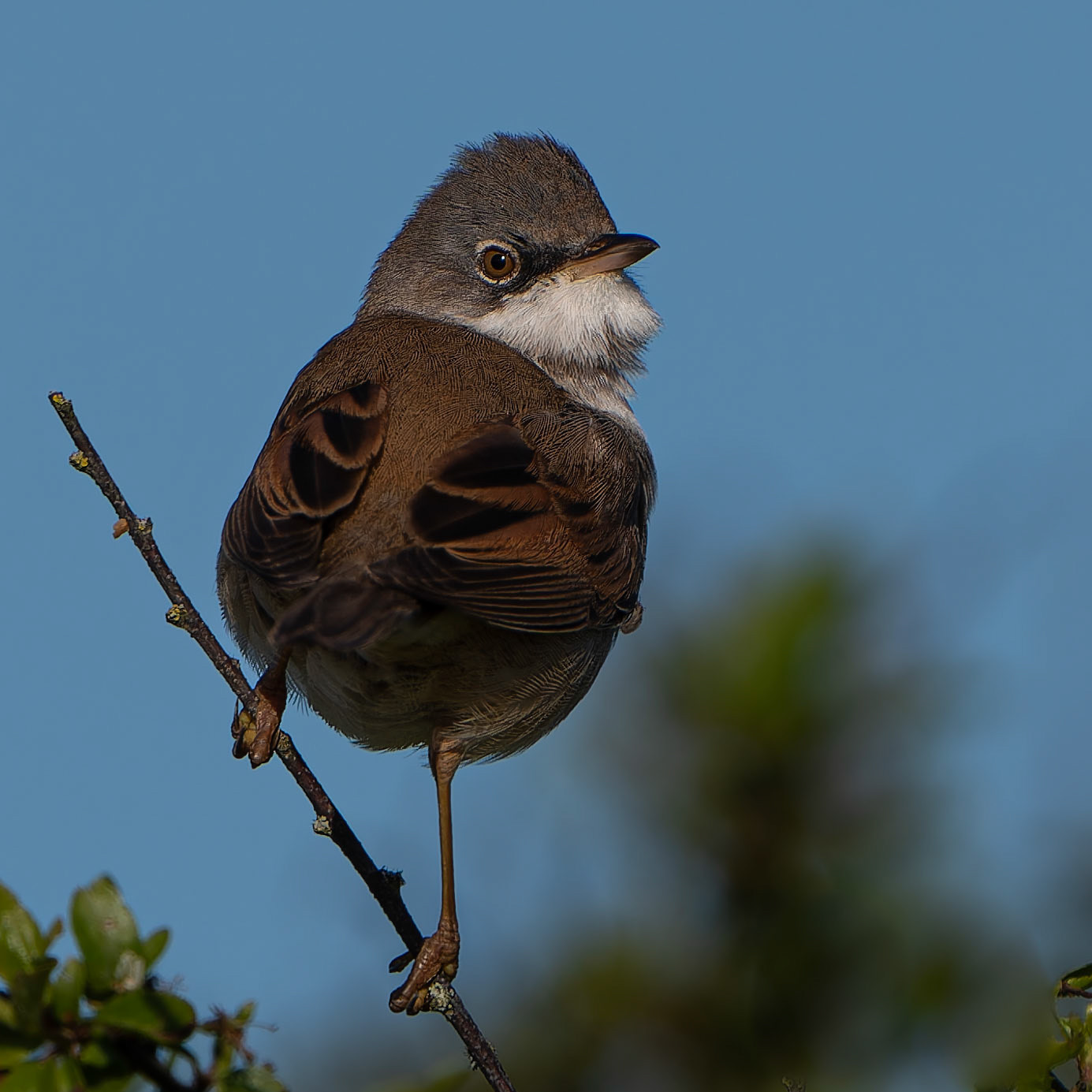 Fauvette grisette - Curruca communis - Common Whitethroat