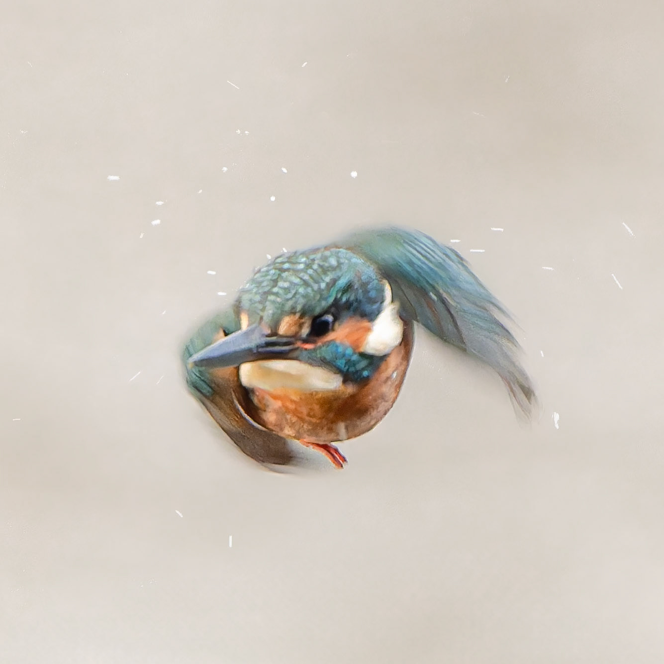Martin pêcheur - Alcedo athis - Kingfisher