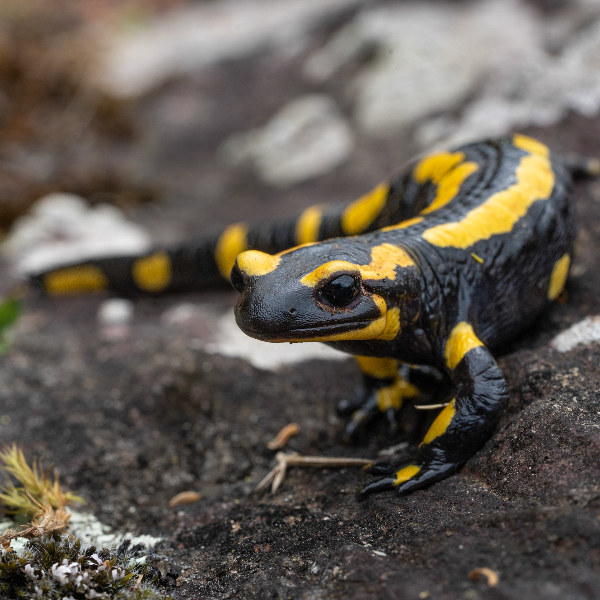 Salamandre tachetée - Salamandra salamandra - Fire salamander
