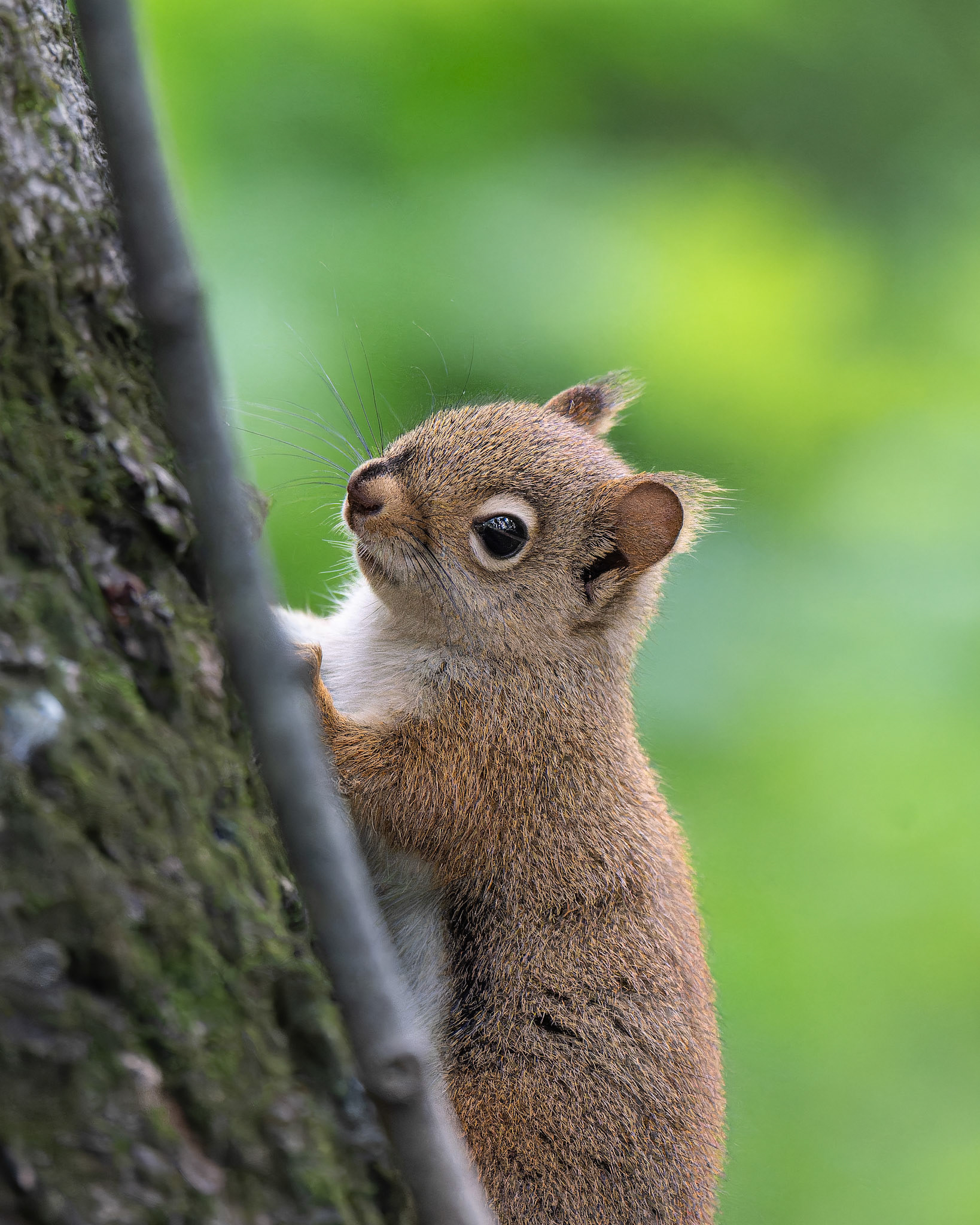 Ecureuil roux américain -Tamiasciurus hudsonicus - American red squirrel