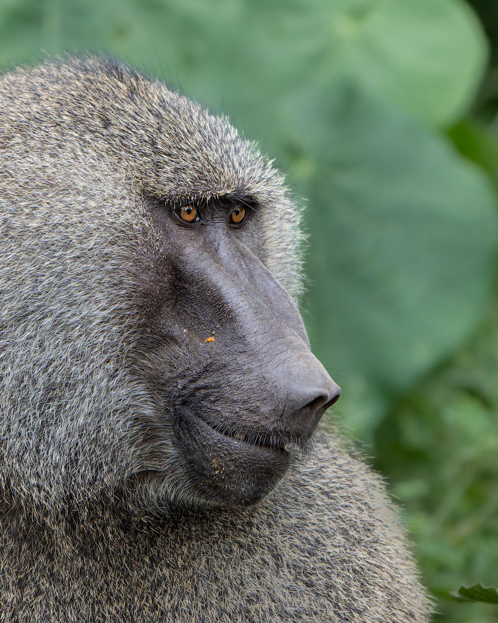 Babouin olive - Papio anubis - Olive baboon