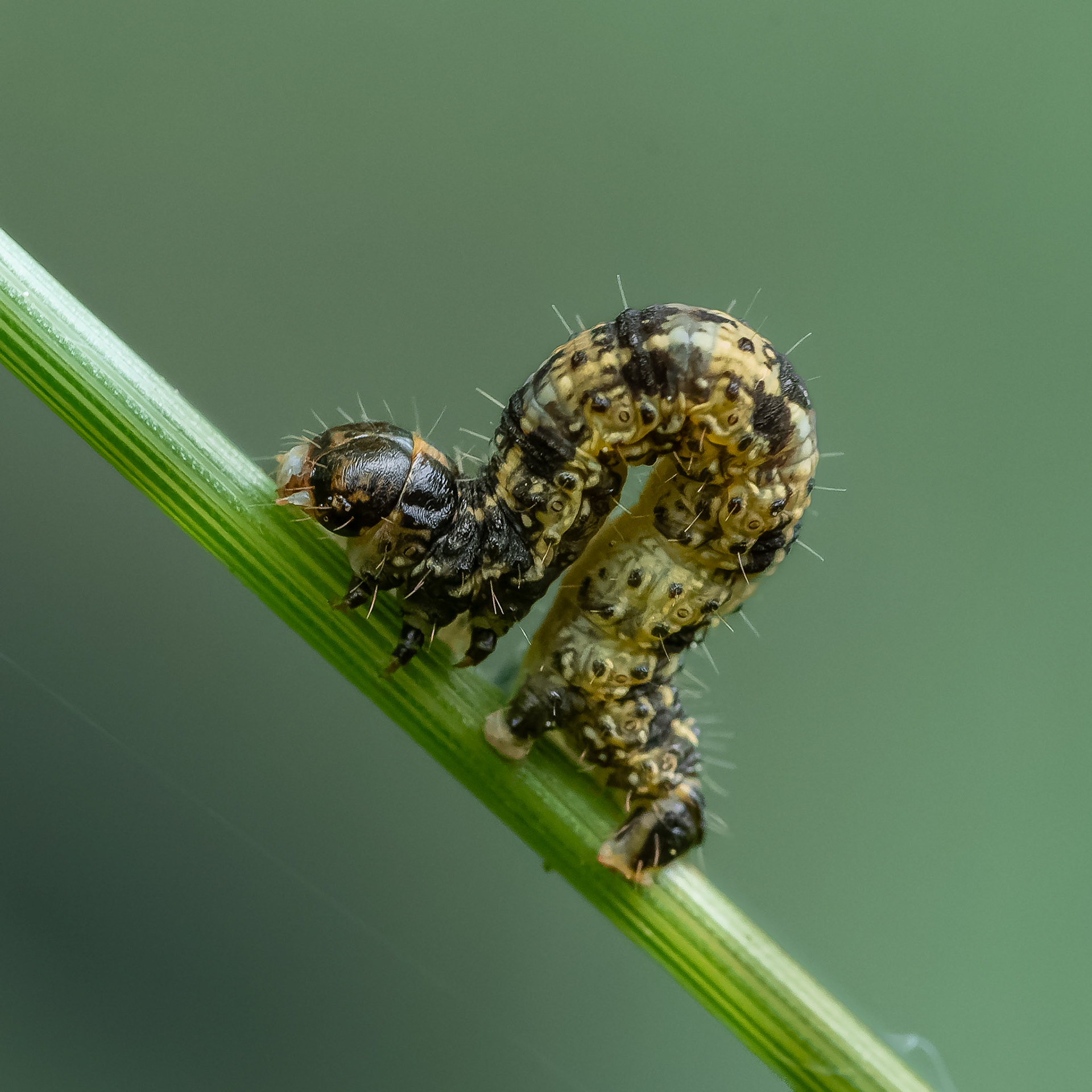 Unidentified caterpillar