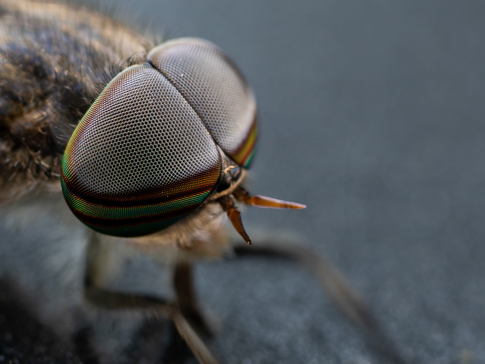 Taon des boeufs - Tabanus bovinus - Pale giant horse-fly