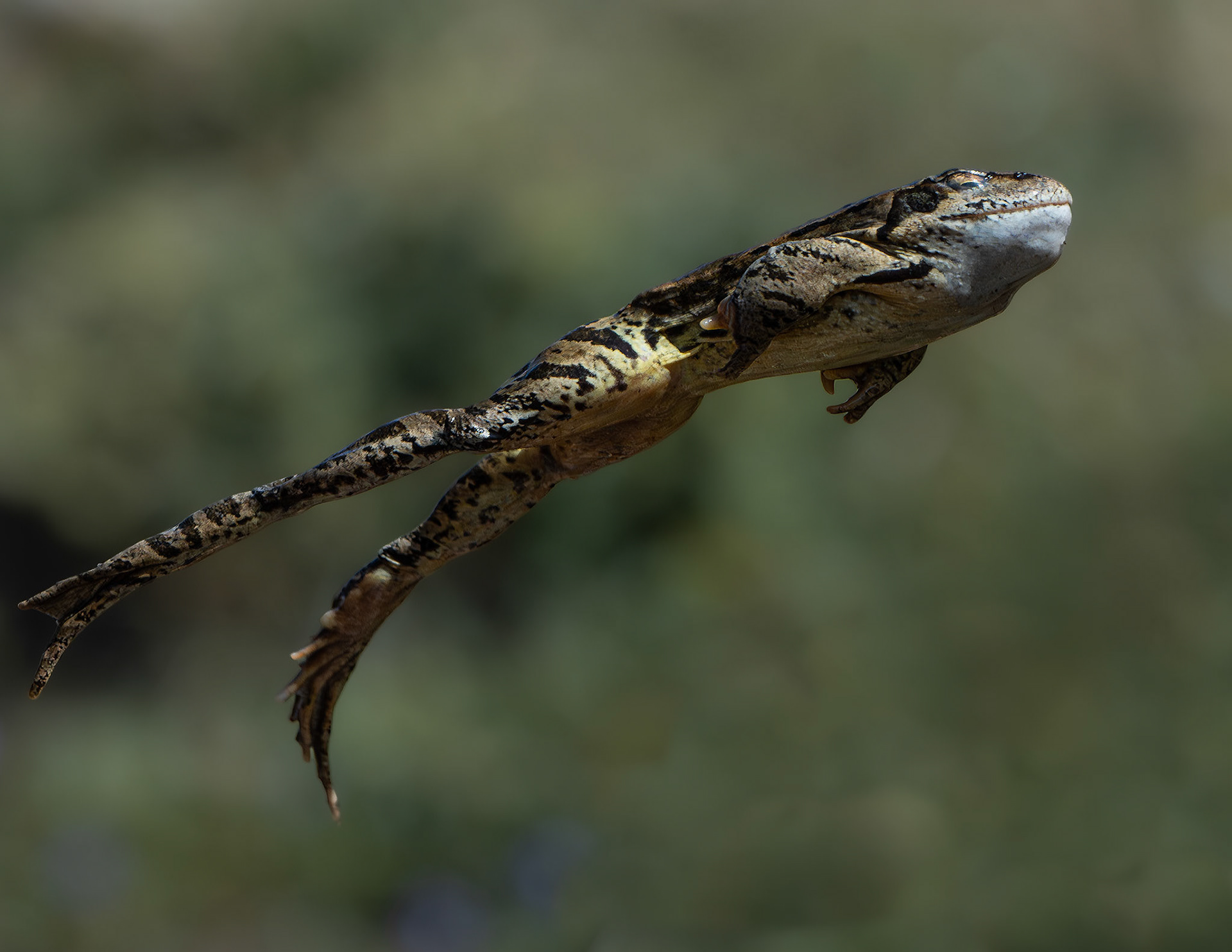 Grenouille rousse - Rana temporaria - European common frog