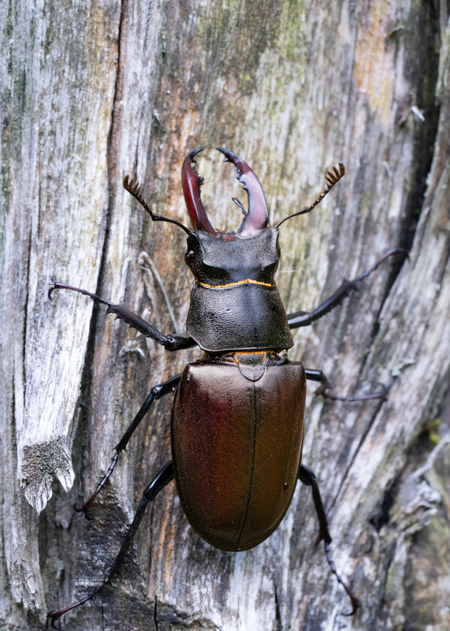 Lucane cerf-volant - Lucanus cervus - Stag beetle