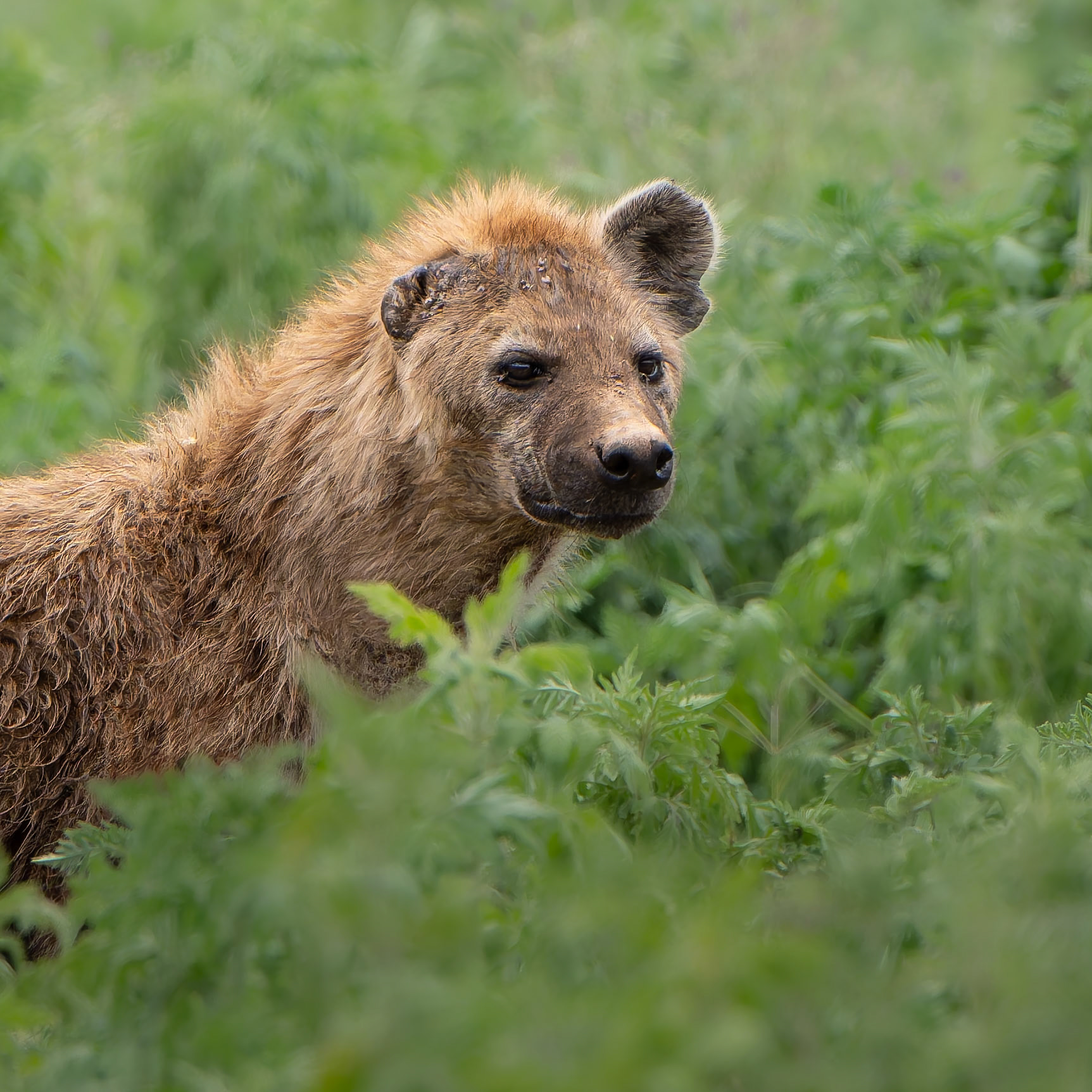 Hyène tachetée - Crocuta crocuta - Spotted hyena