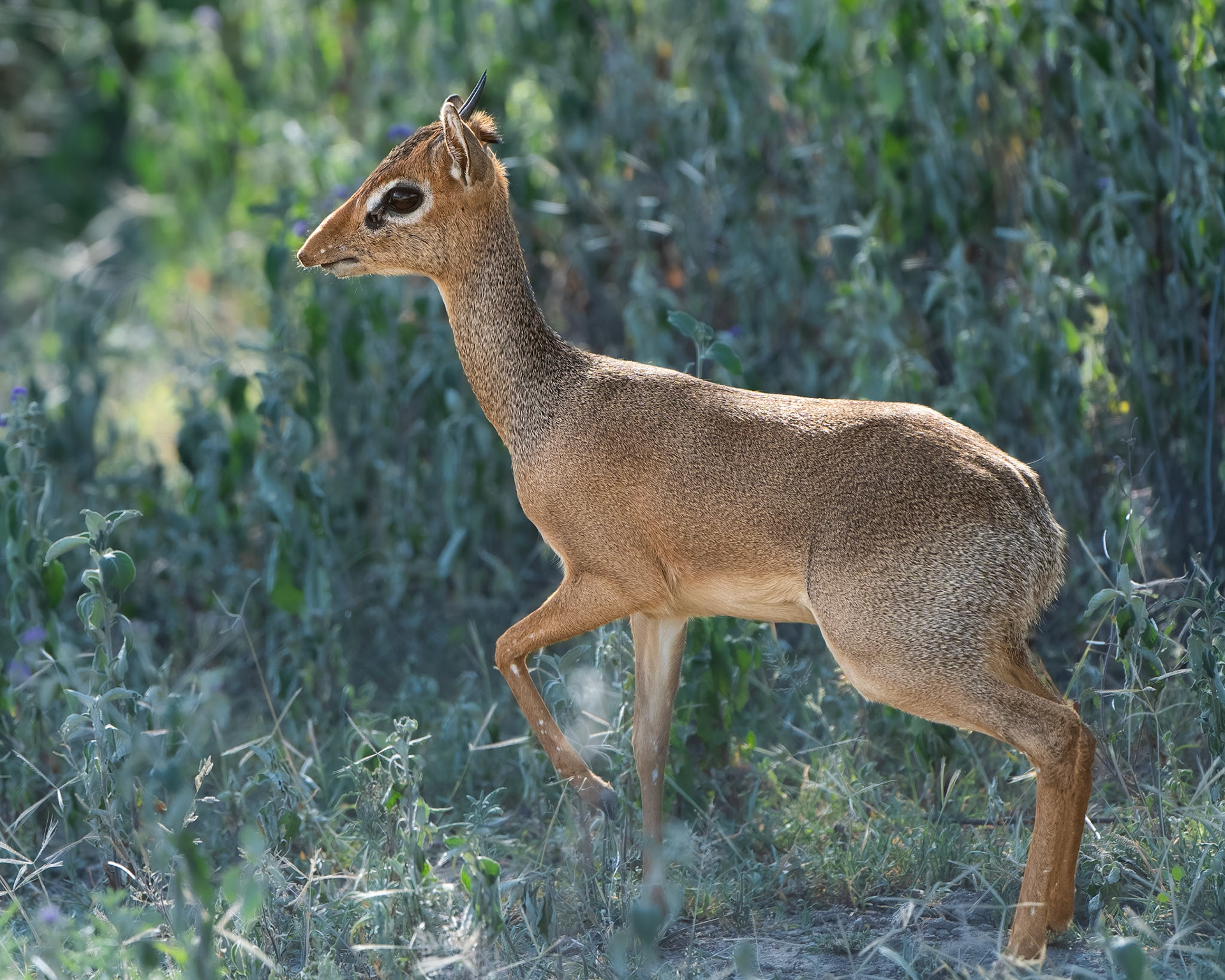Dik-dik de Kirk - Madoqua kirkii - Kirk's dik-dik
