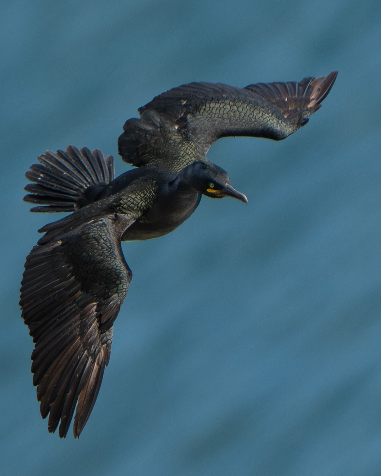 Cormoran huppé - Gulosus aristotelis - European Shag