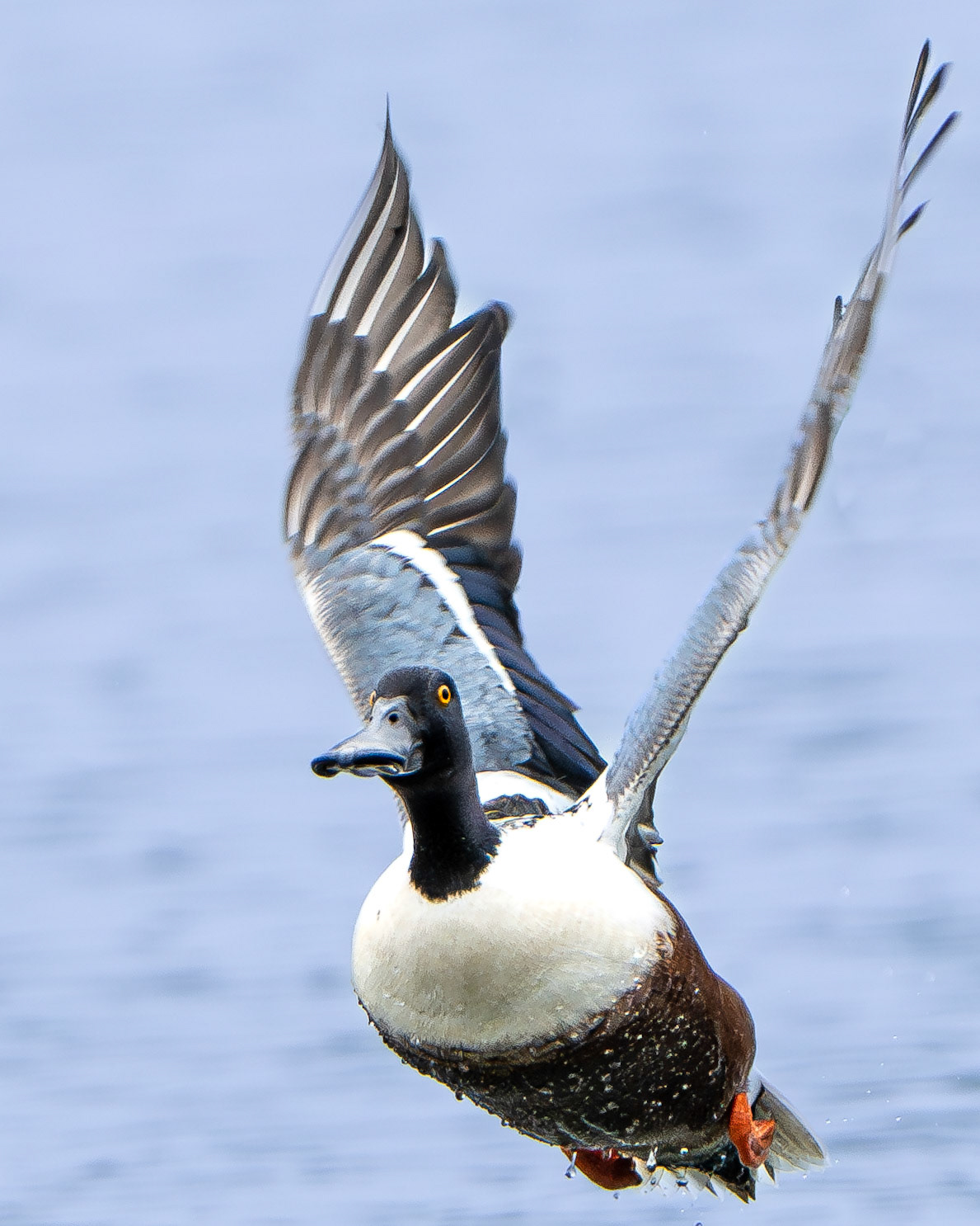 Canard souchet - Spatula clypeata - Northern Shoveler
