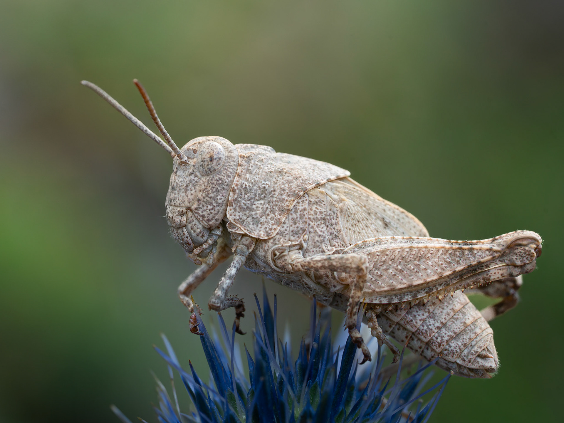 Criquet non identifié - Unidentified cricket