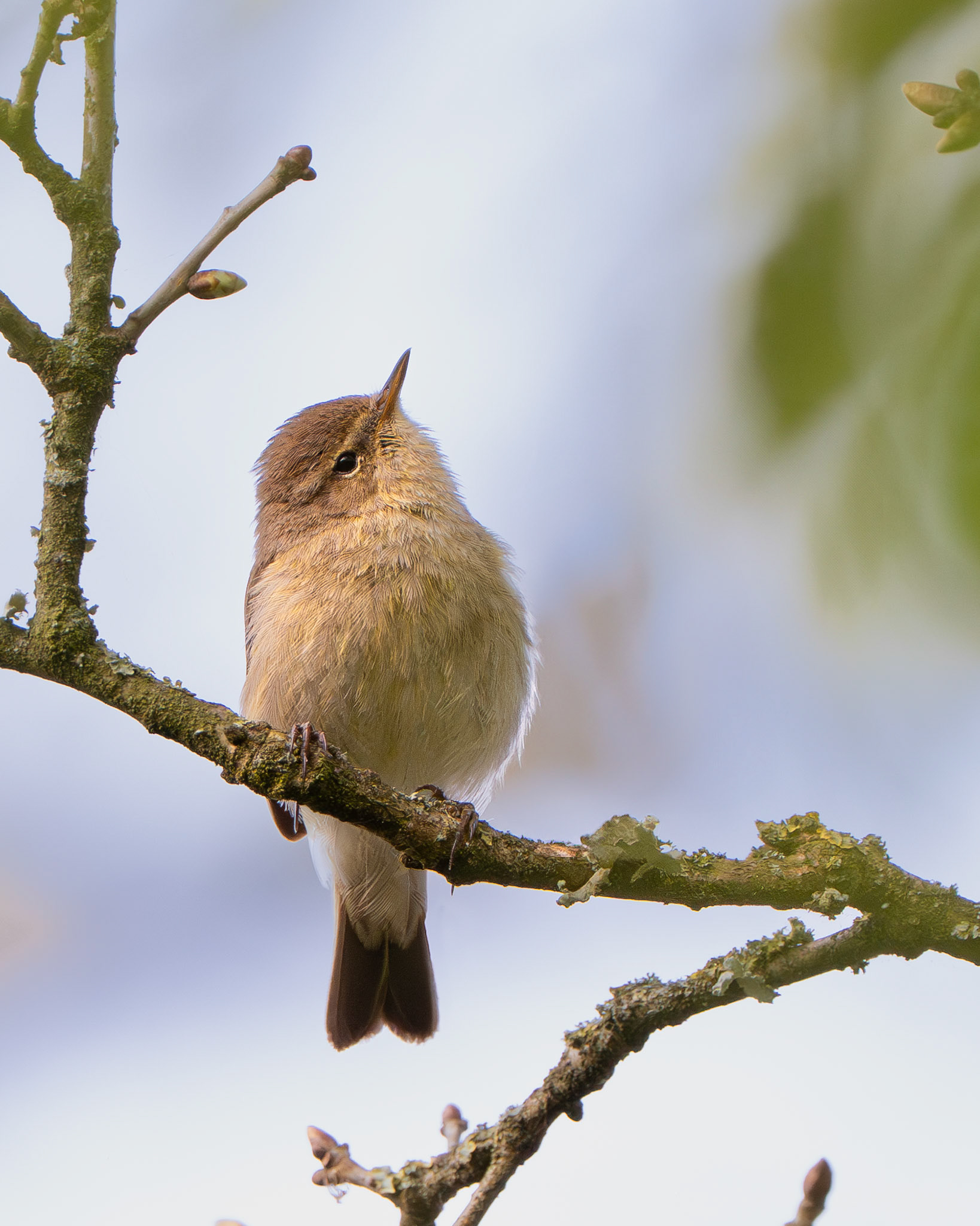 Pouillot véloce - Phylloscopus collybita - Common Chiffchaff